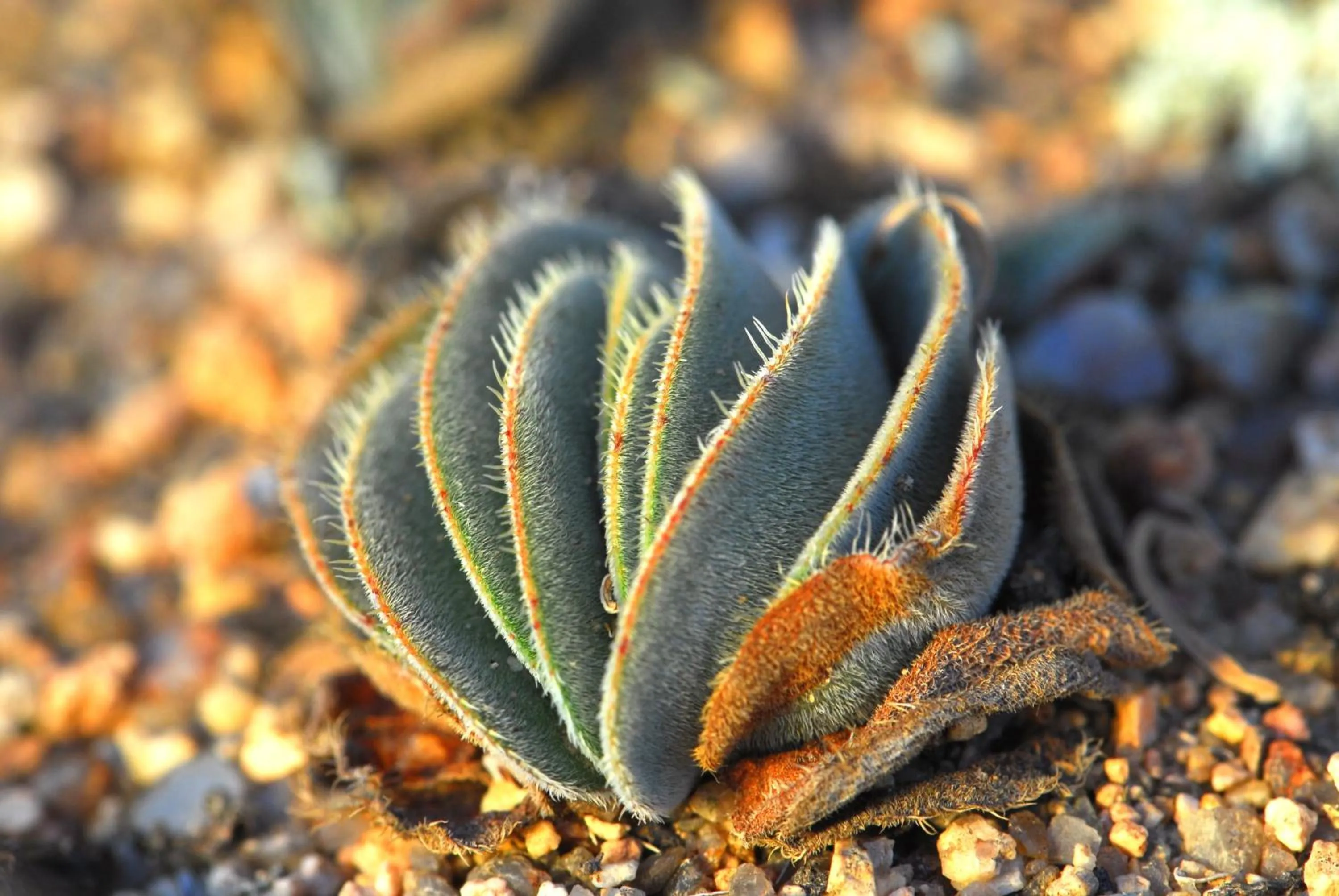 Other in Naries Namakwa Retreat