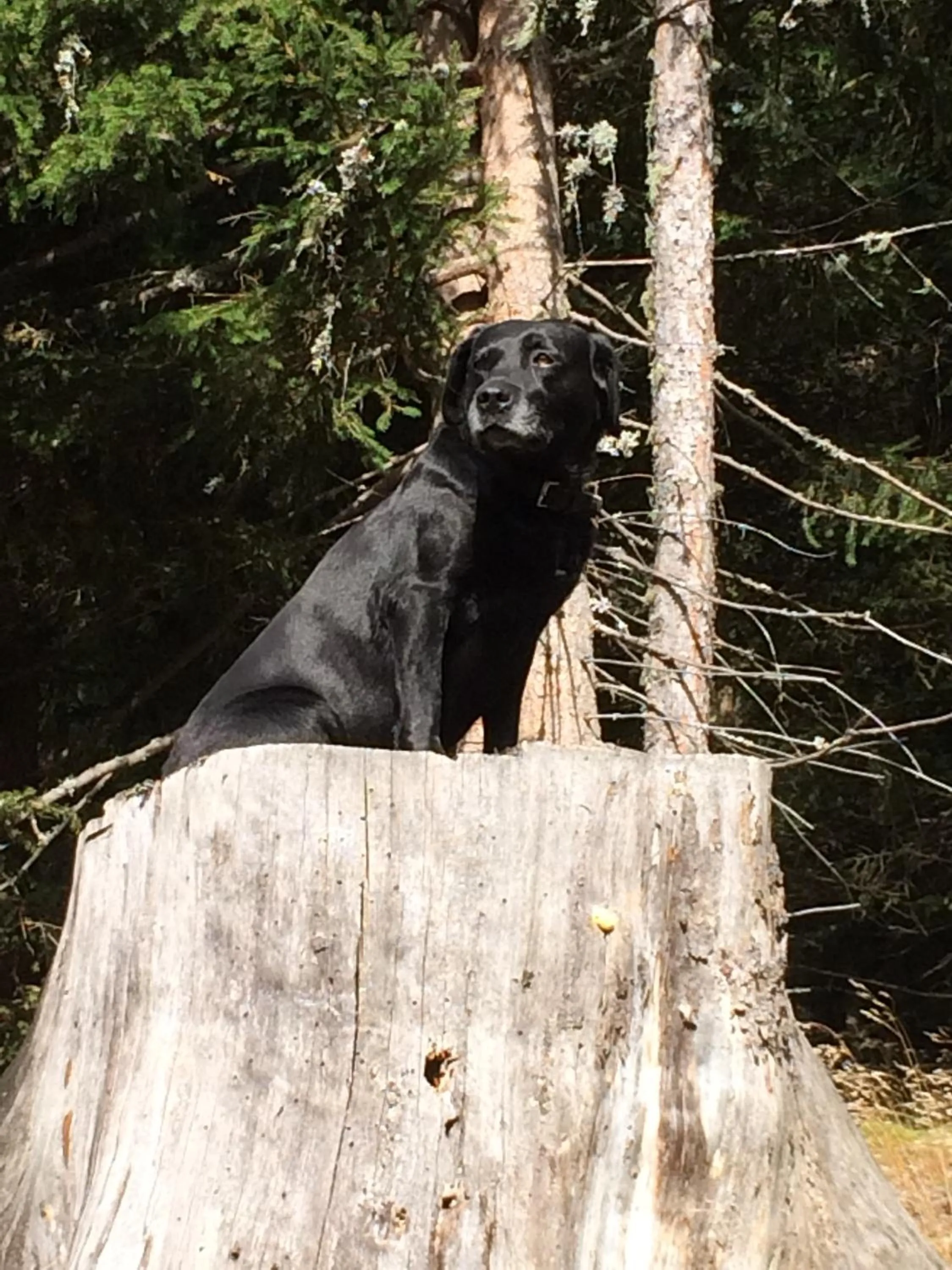Pets in Schi- und Wanderhotel Berghof