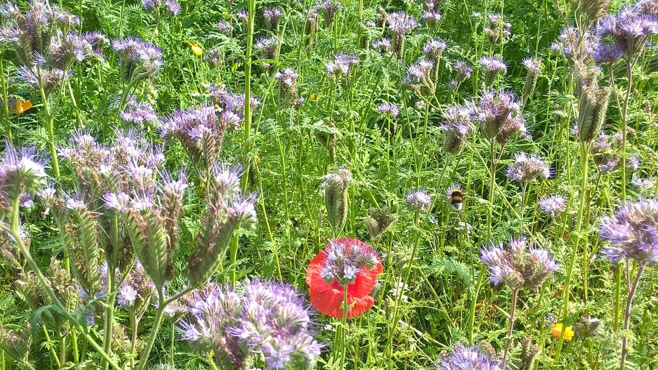 Garden in Antonius Hoeve