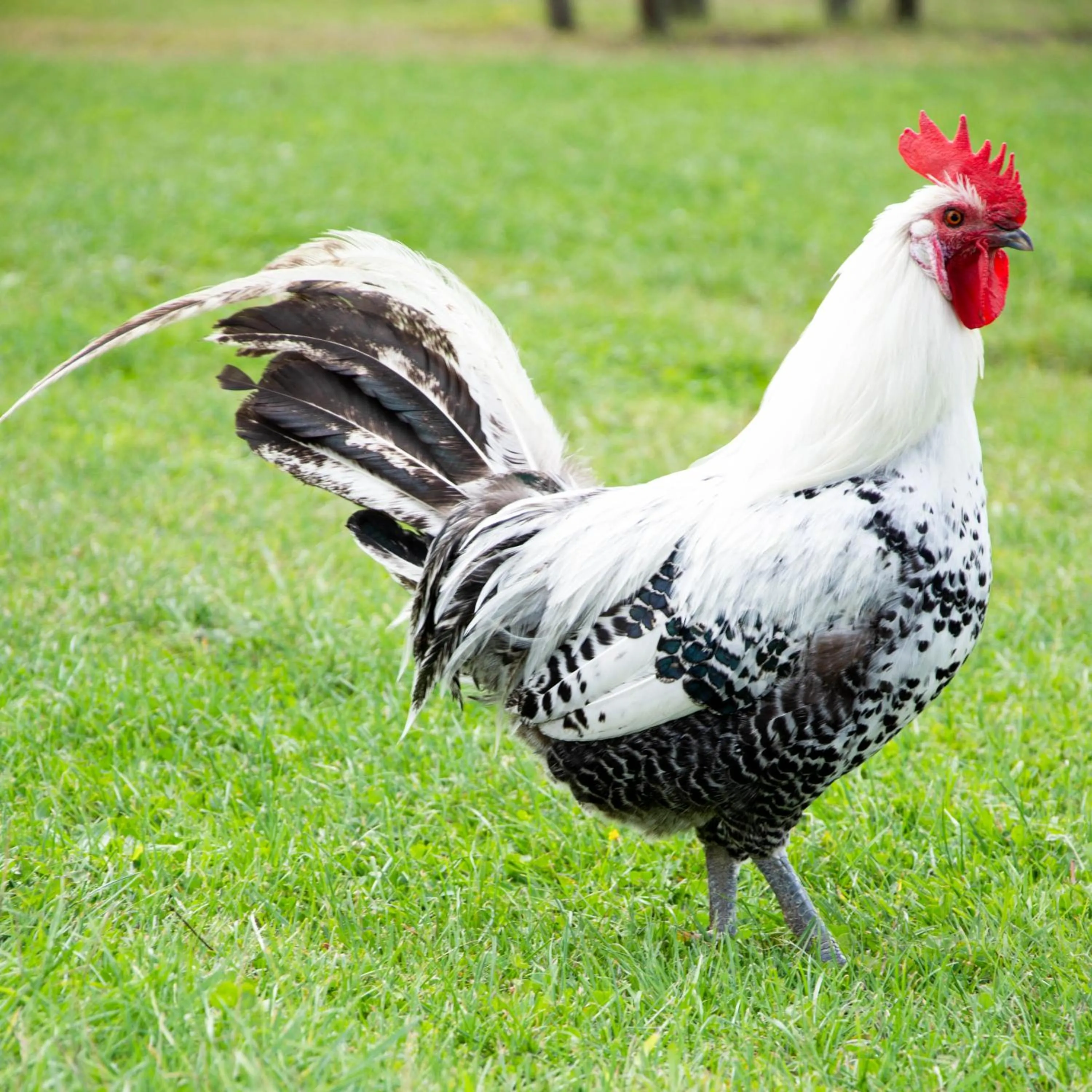 Area and facilities in Antonius Hoeve