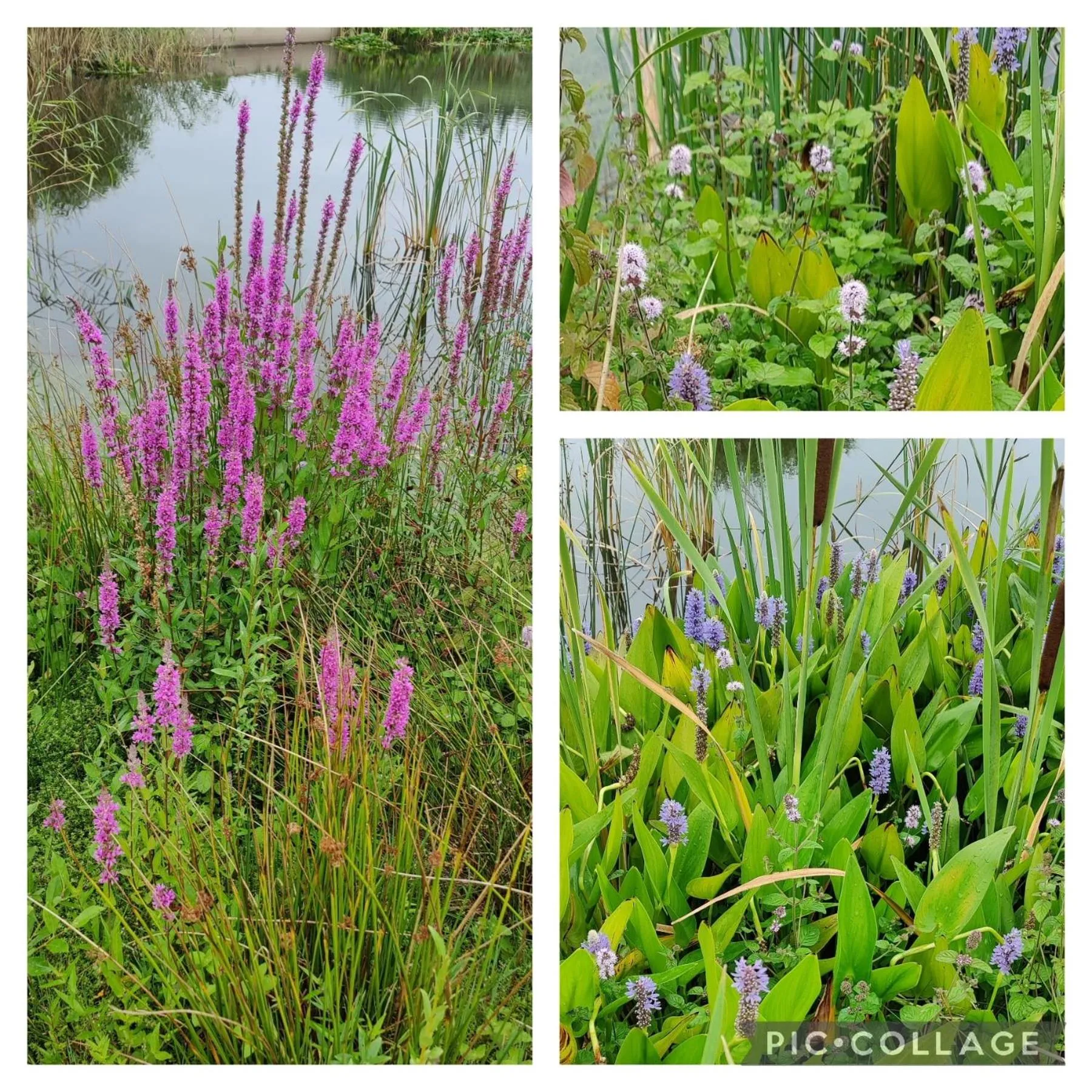 Garden in Antonius Hoeve