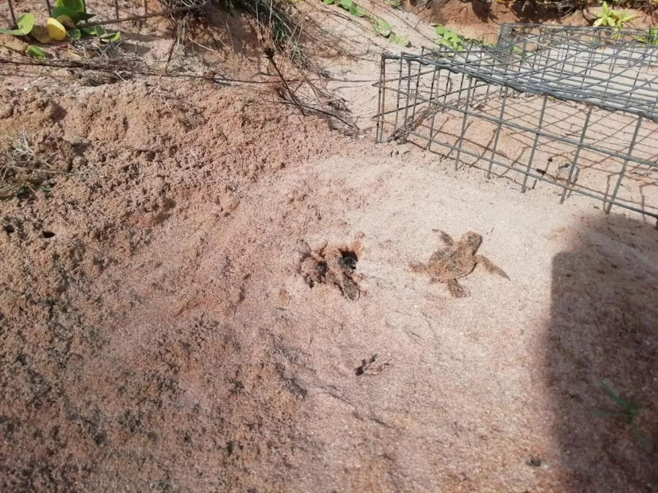 Beach in Turtle Paradise