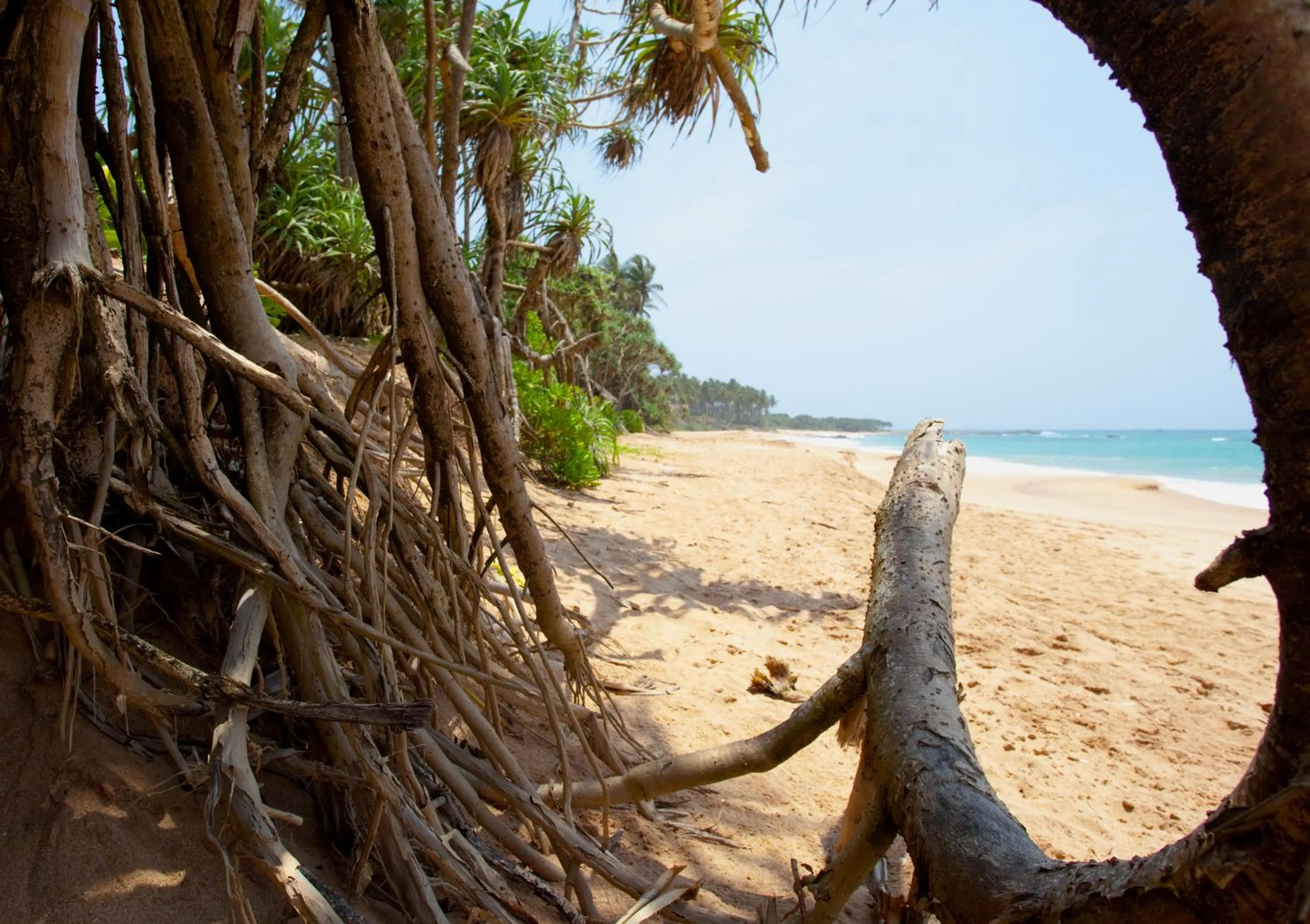 Beach in Turtle Paradise
