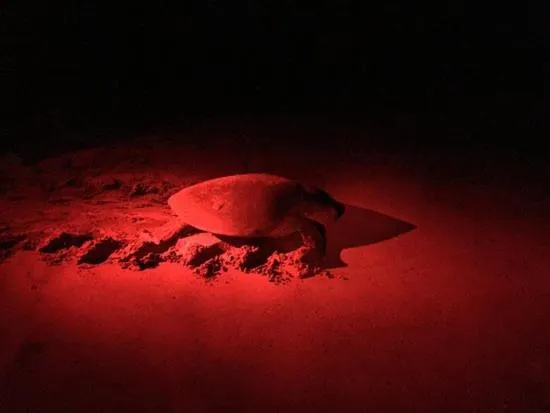 Animals in Turtle Paradise