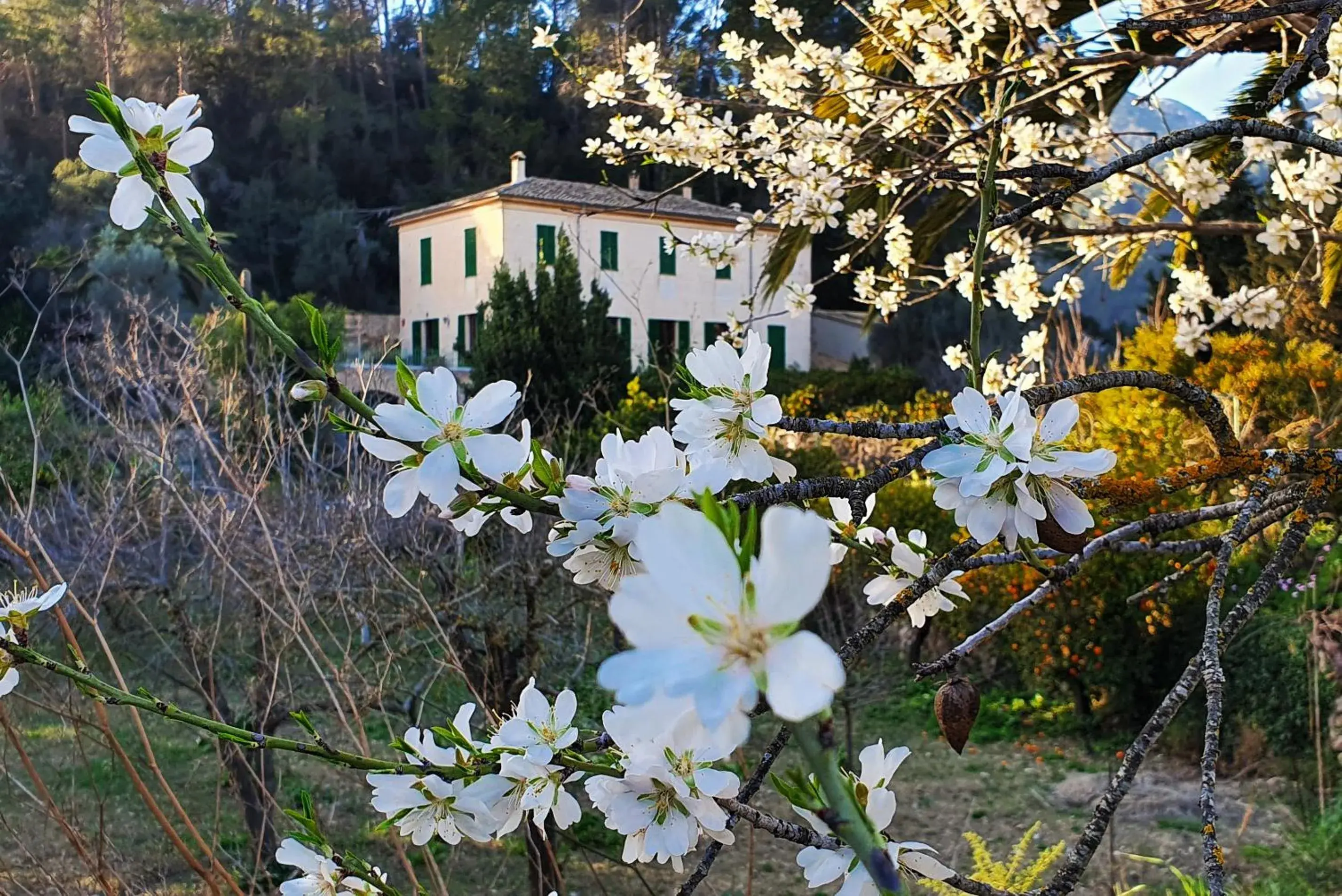 Agroturisme Finca Sa Maniga Agroturisme Finca Sa Maniga