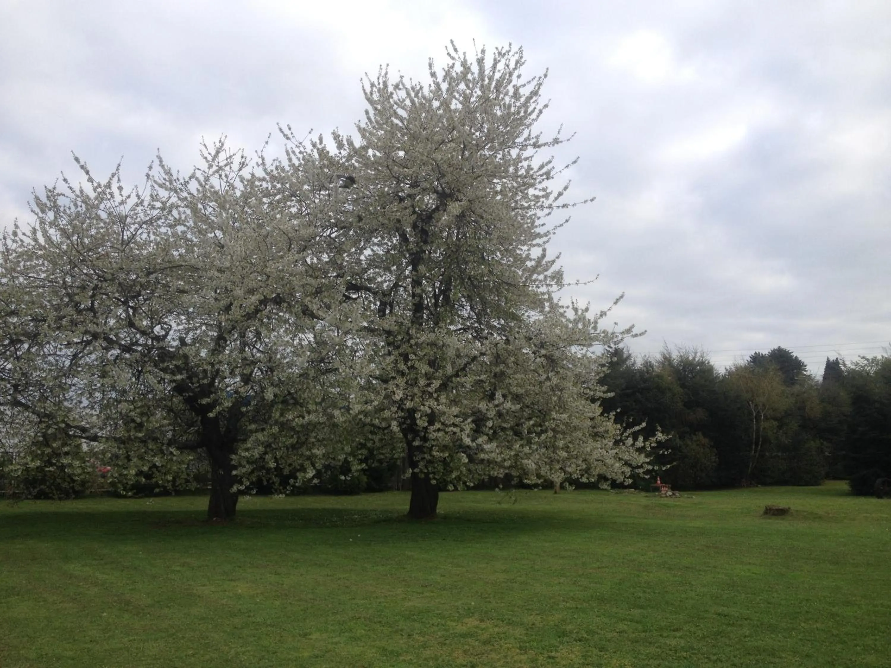 Garden in Hotel Truyaca
