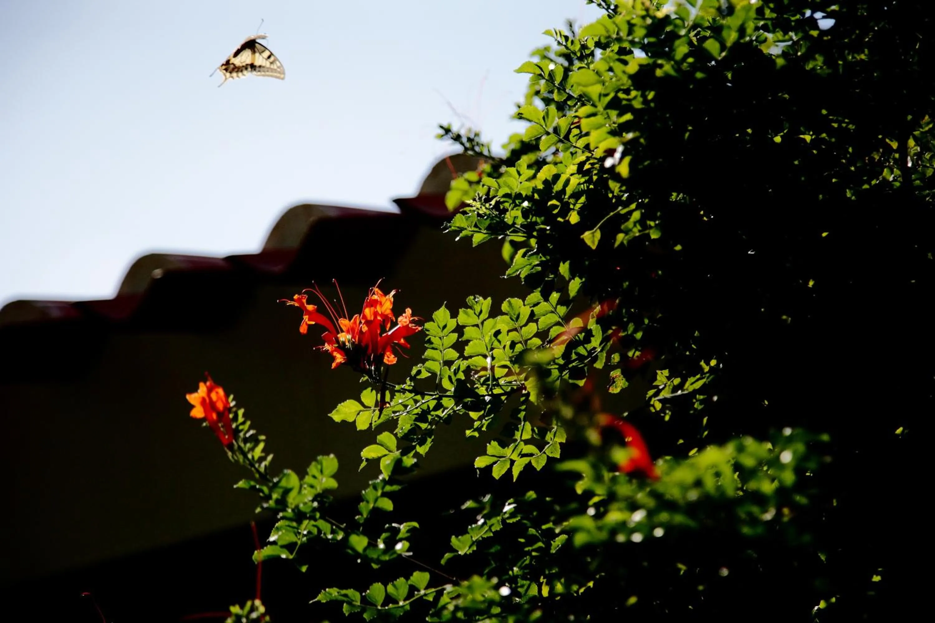 Garden in Sa Pedrera Country Hotel