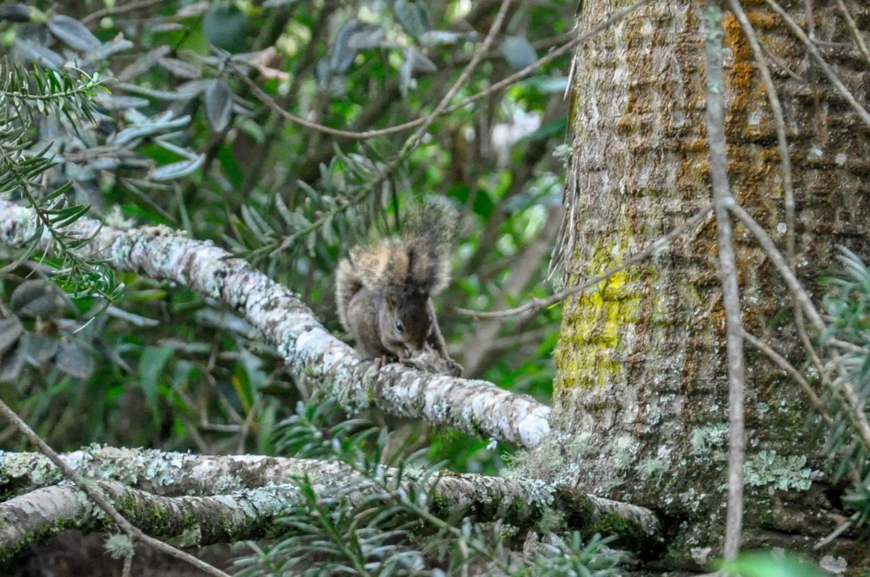 Pousada Confraria da Terra