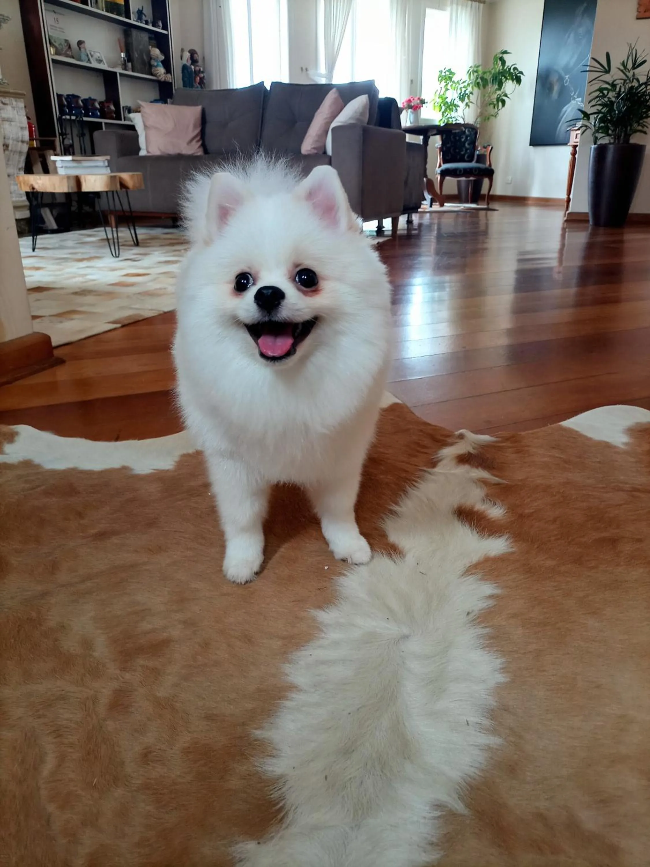 Pets in Pousada Confraria da Terra