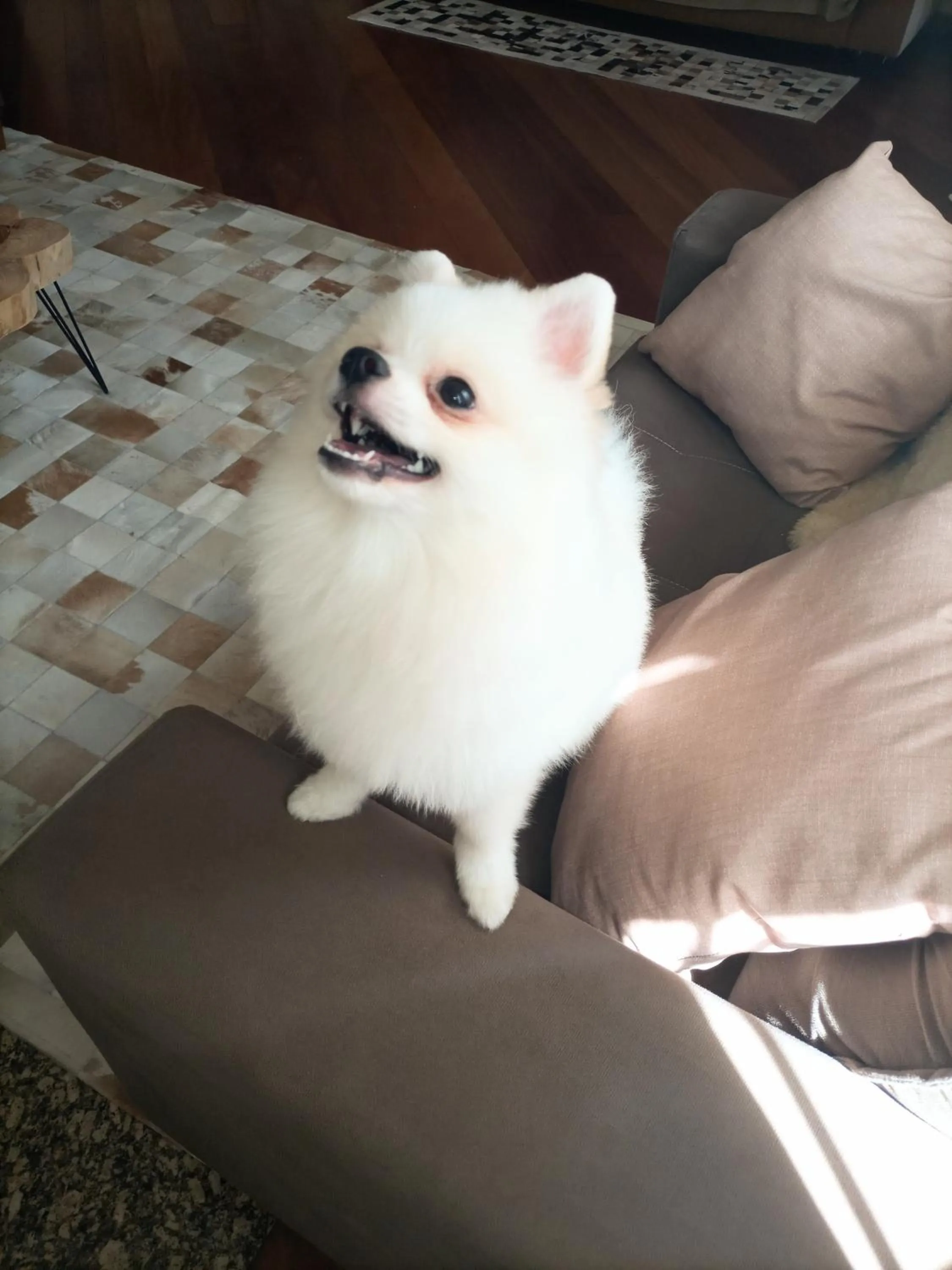 Pets in Pousada Confraria da Terra