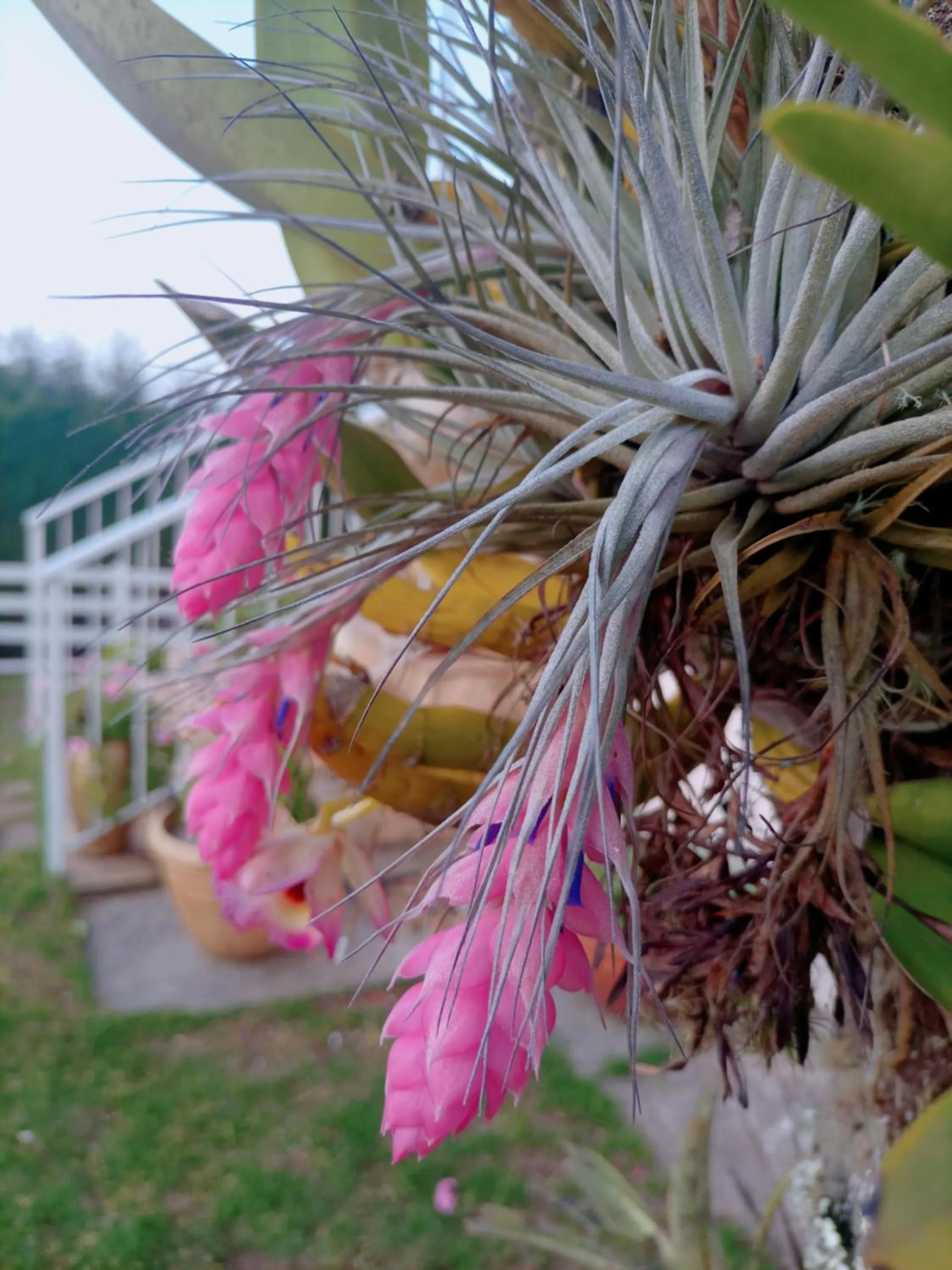 Spring in Pousada Confraria da Terra