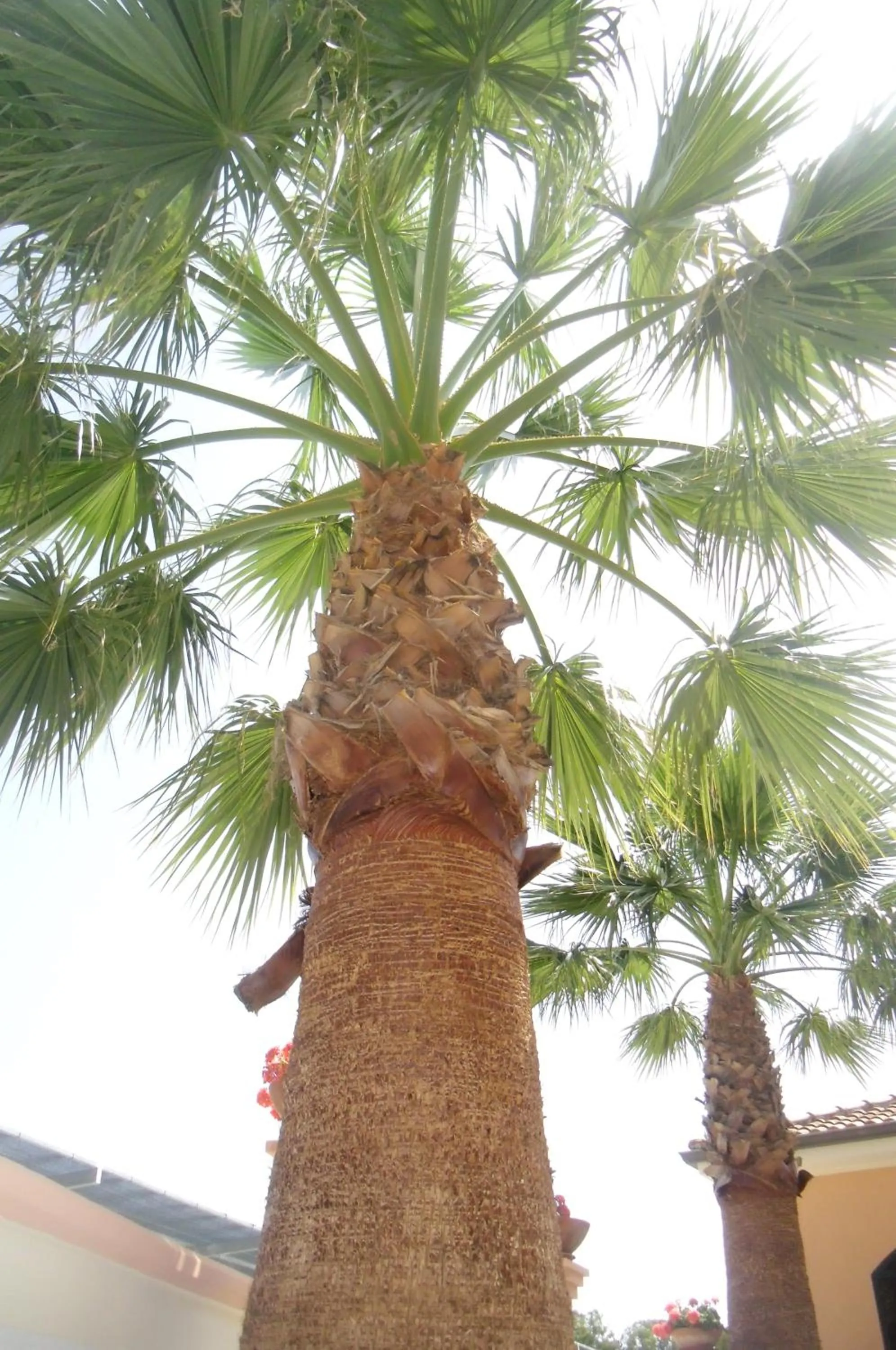 Other in Villa Laura Residence Hotel Apartments & Studios