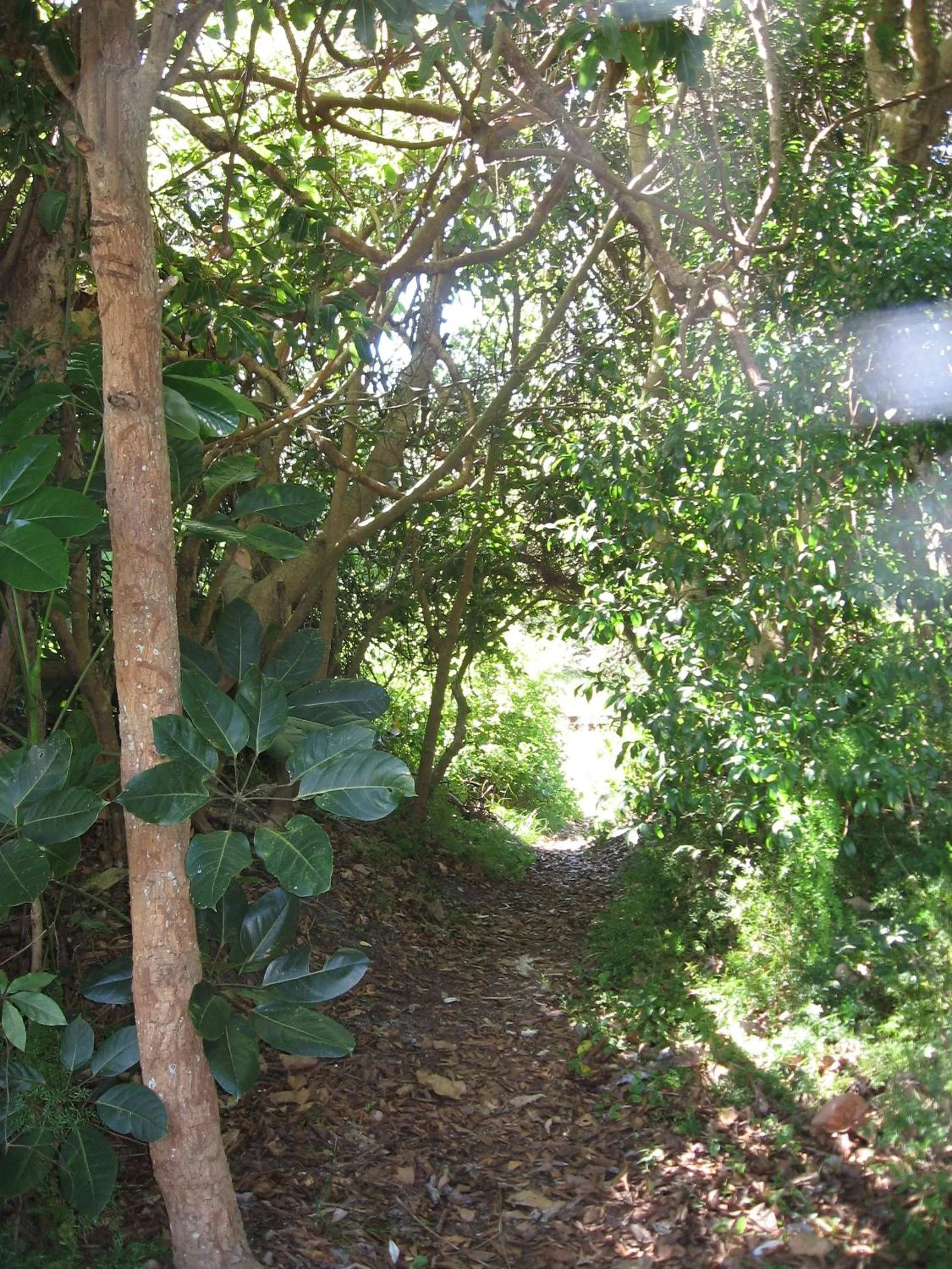 Garden in Wollongbar Motel