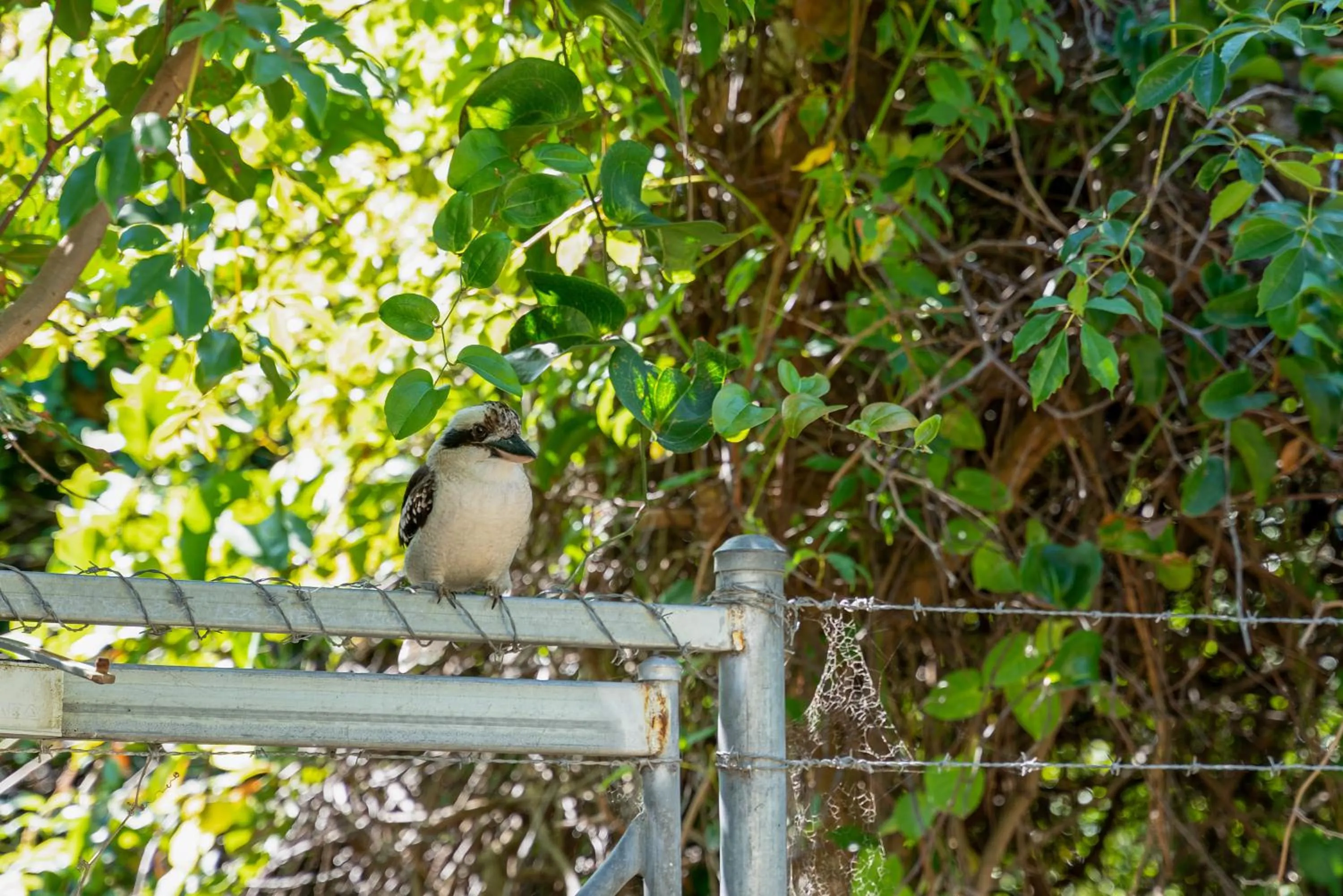 Garden in Wollongbar Motel