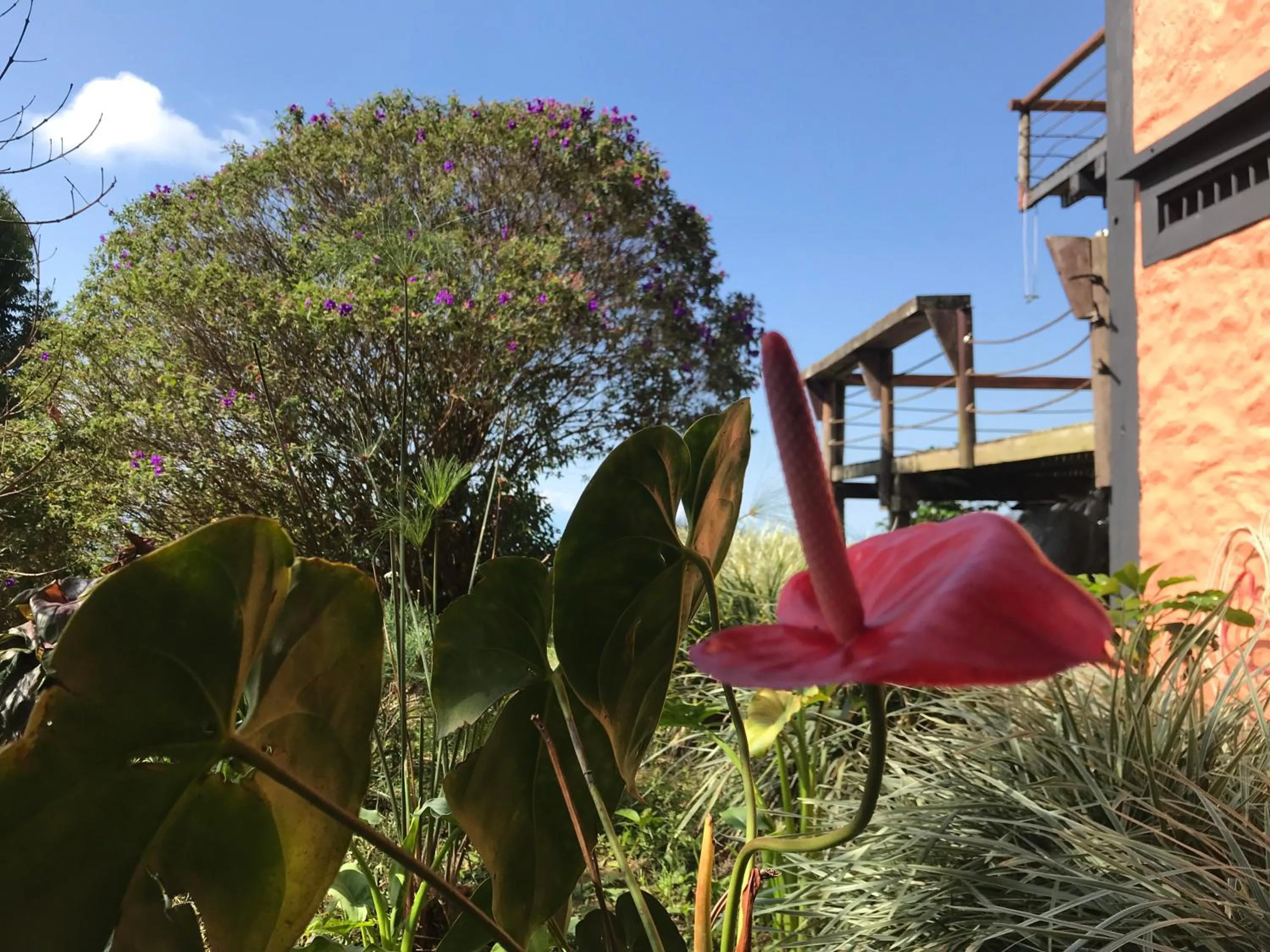 Garden in Santa Elena de la Colina