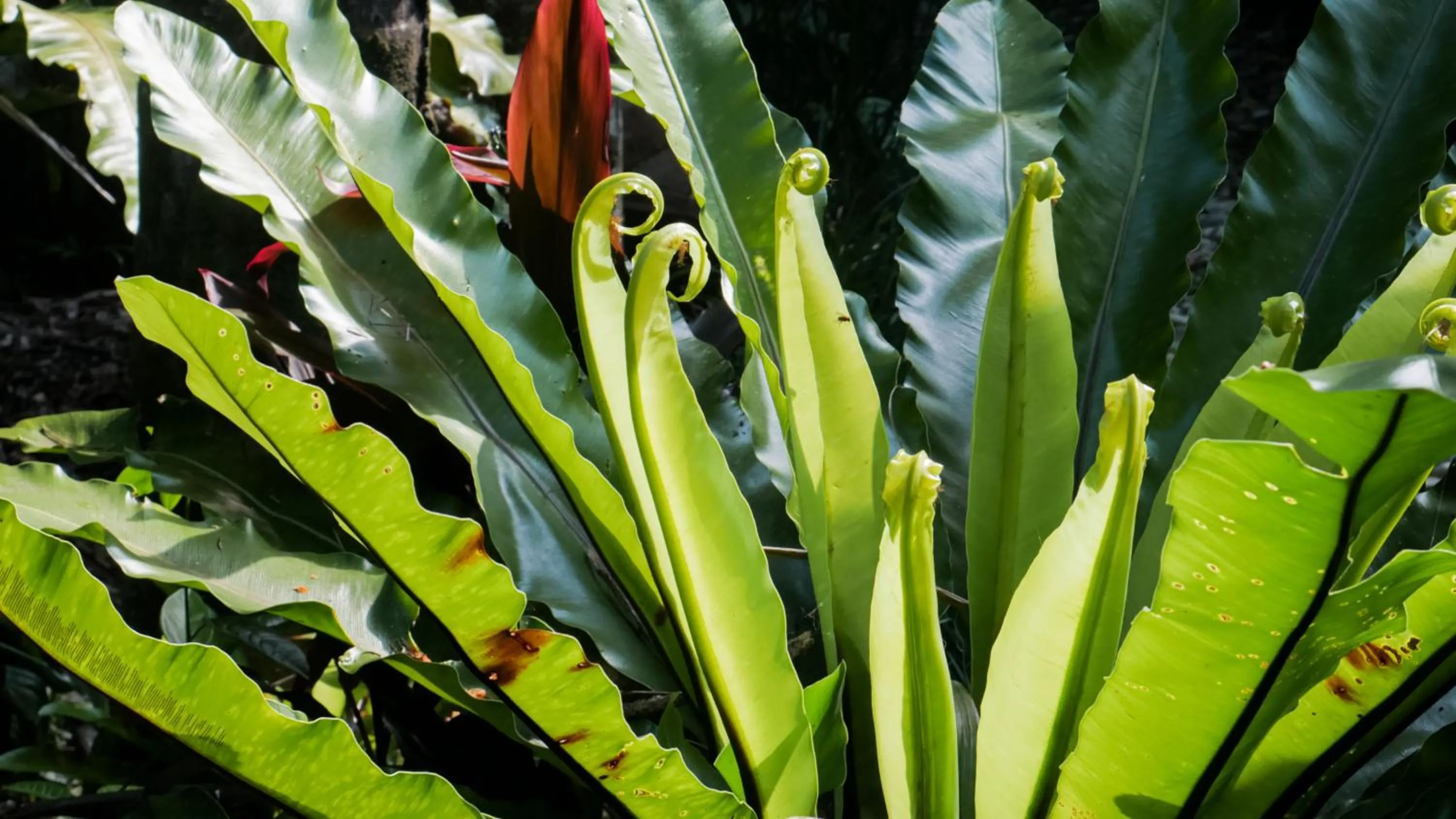 Day in Shambhala @ Byron