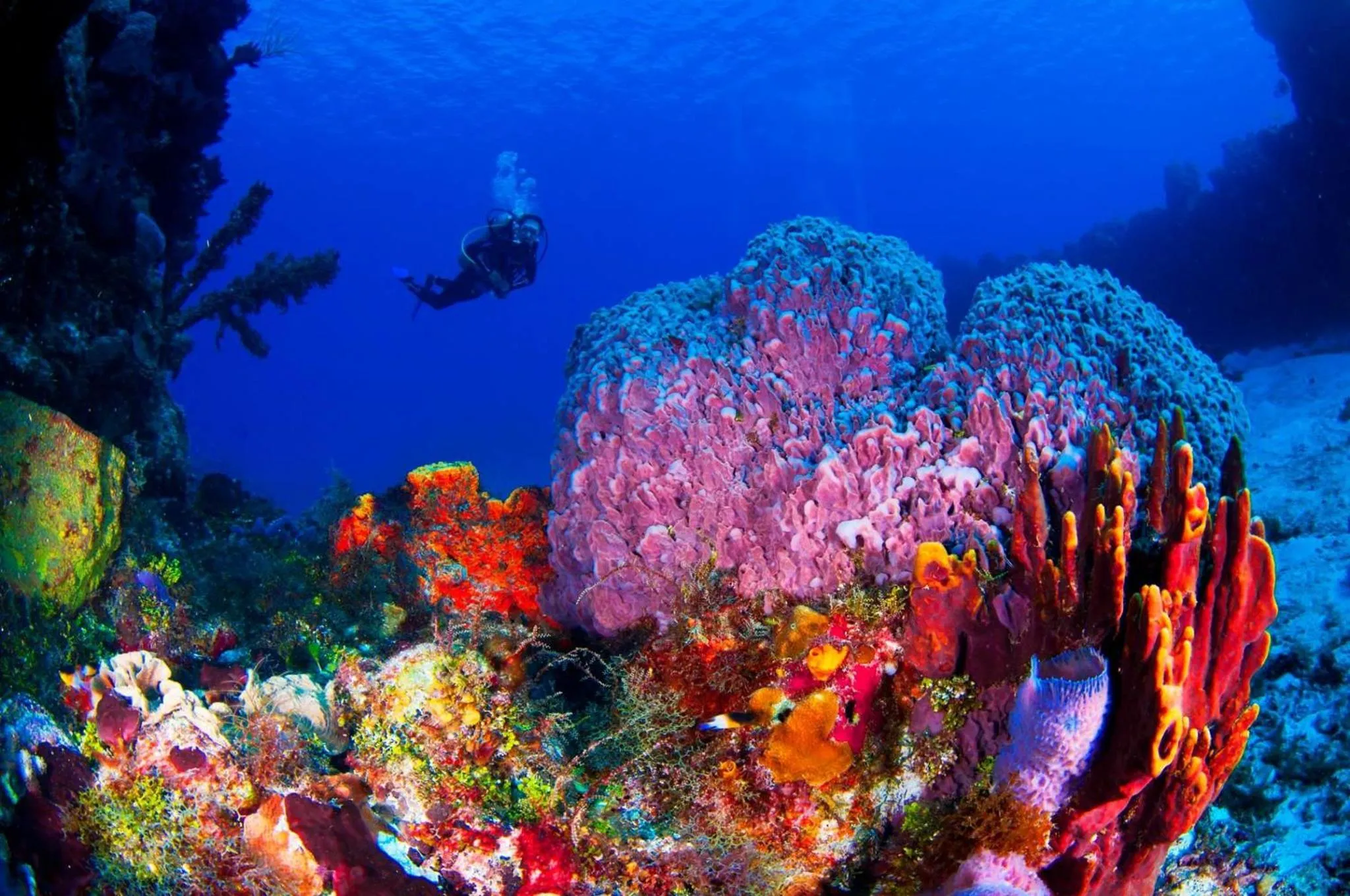 Snorkeling in Luxury 2 Bedroom Bahia Principe Condo