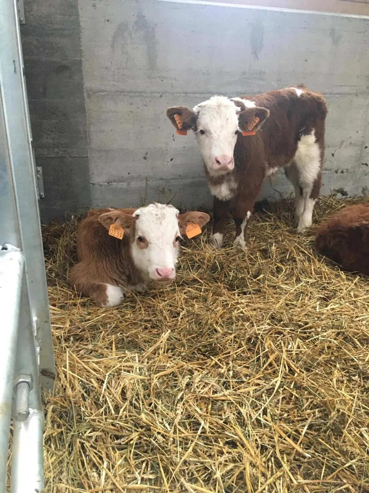 Animals in Hotel Belvedere Wellness&SPA