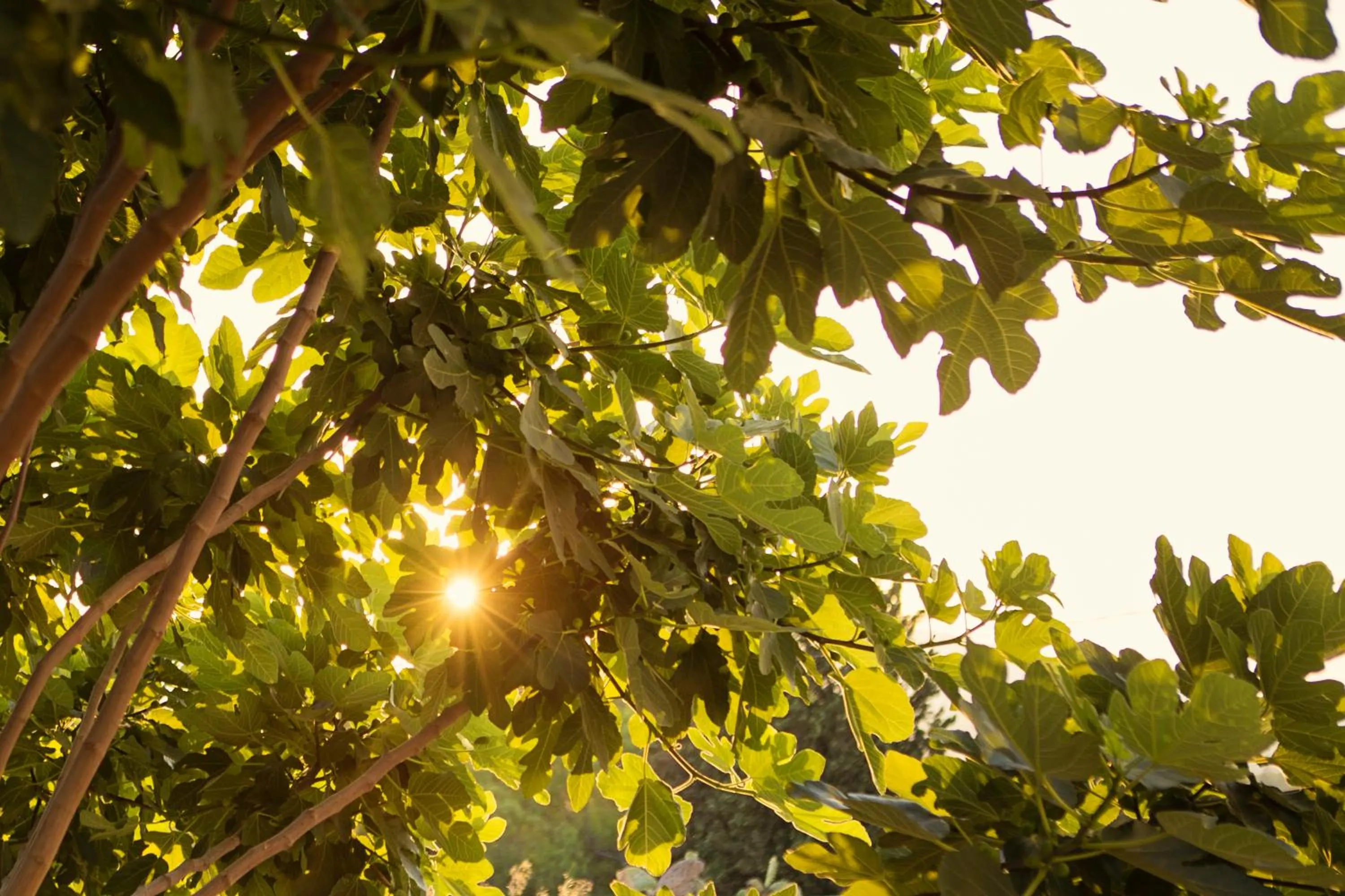 Garden in Hotel Cortijo del Arte - Caminito del Rey