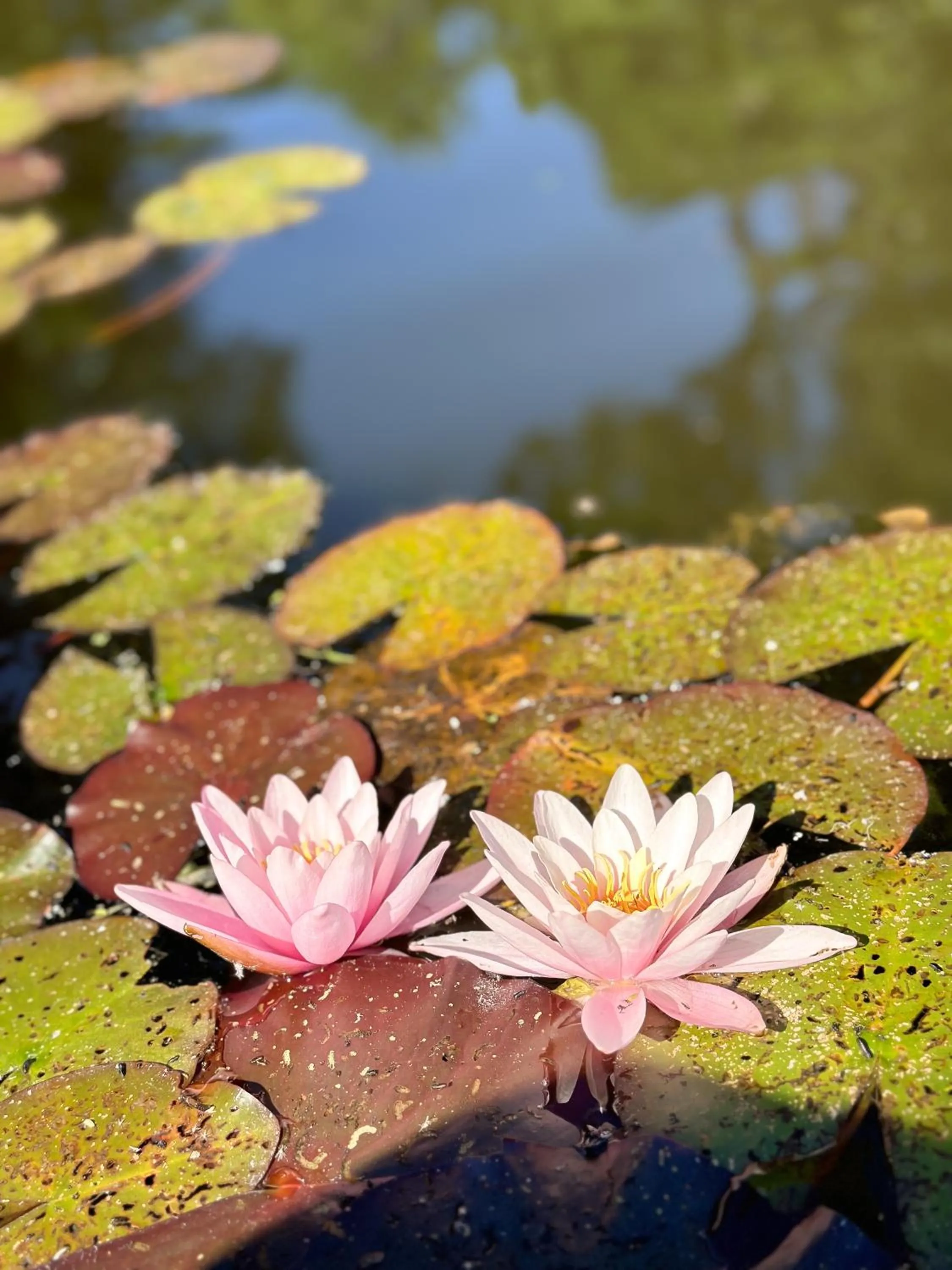Summer in Mustion Linna / Svartå Manor