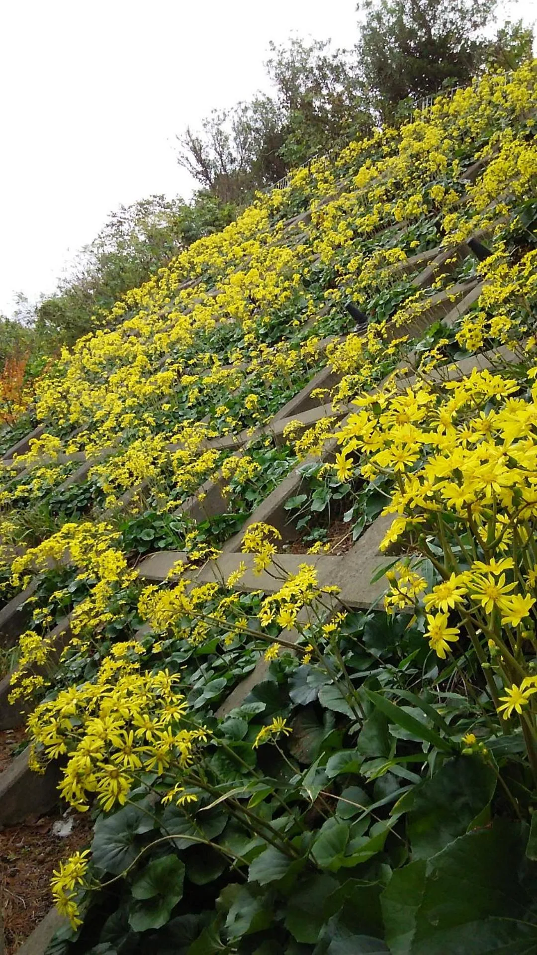 Autumn in Sumiyoshiya
