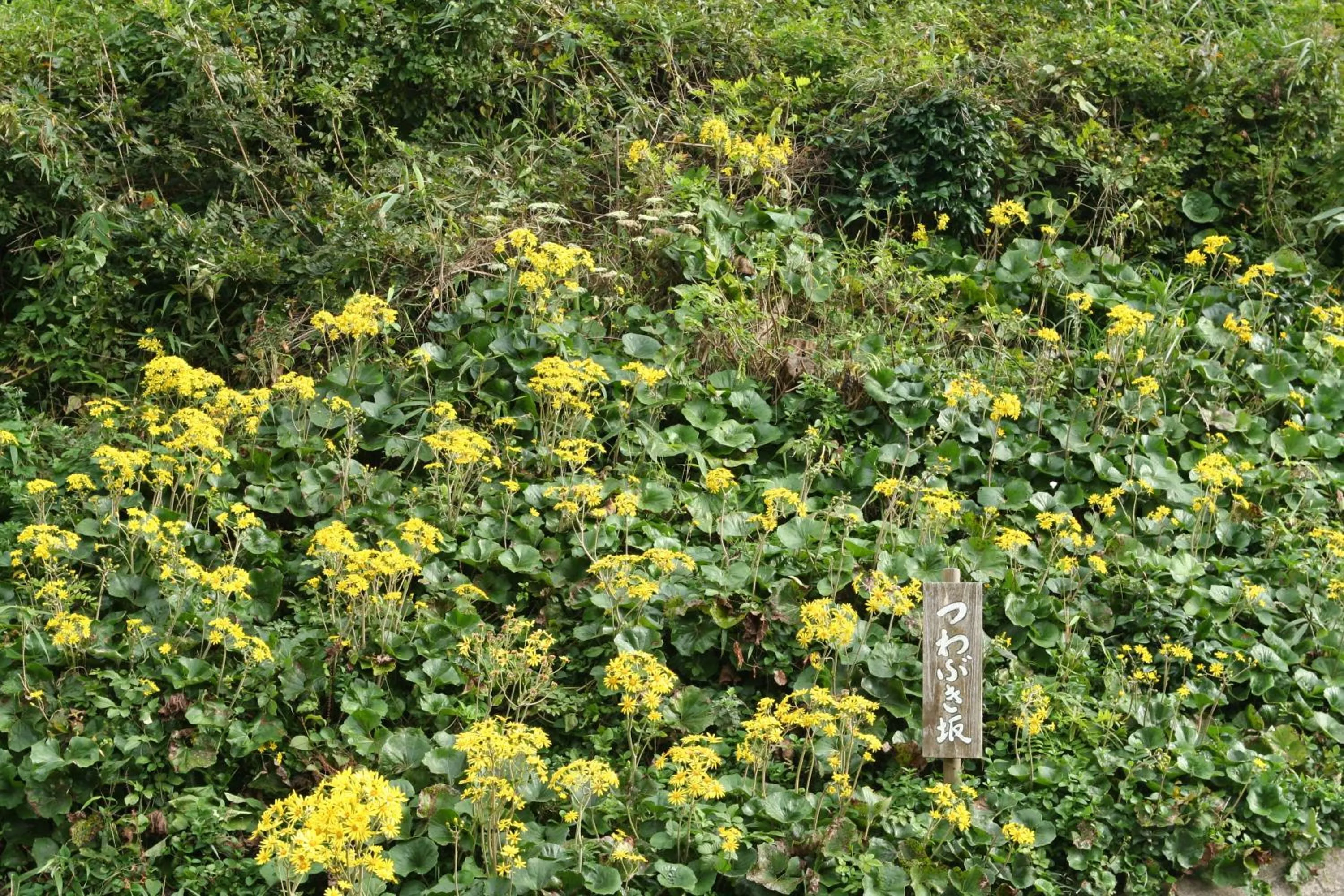 Autumn in Sumiyoshiya