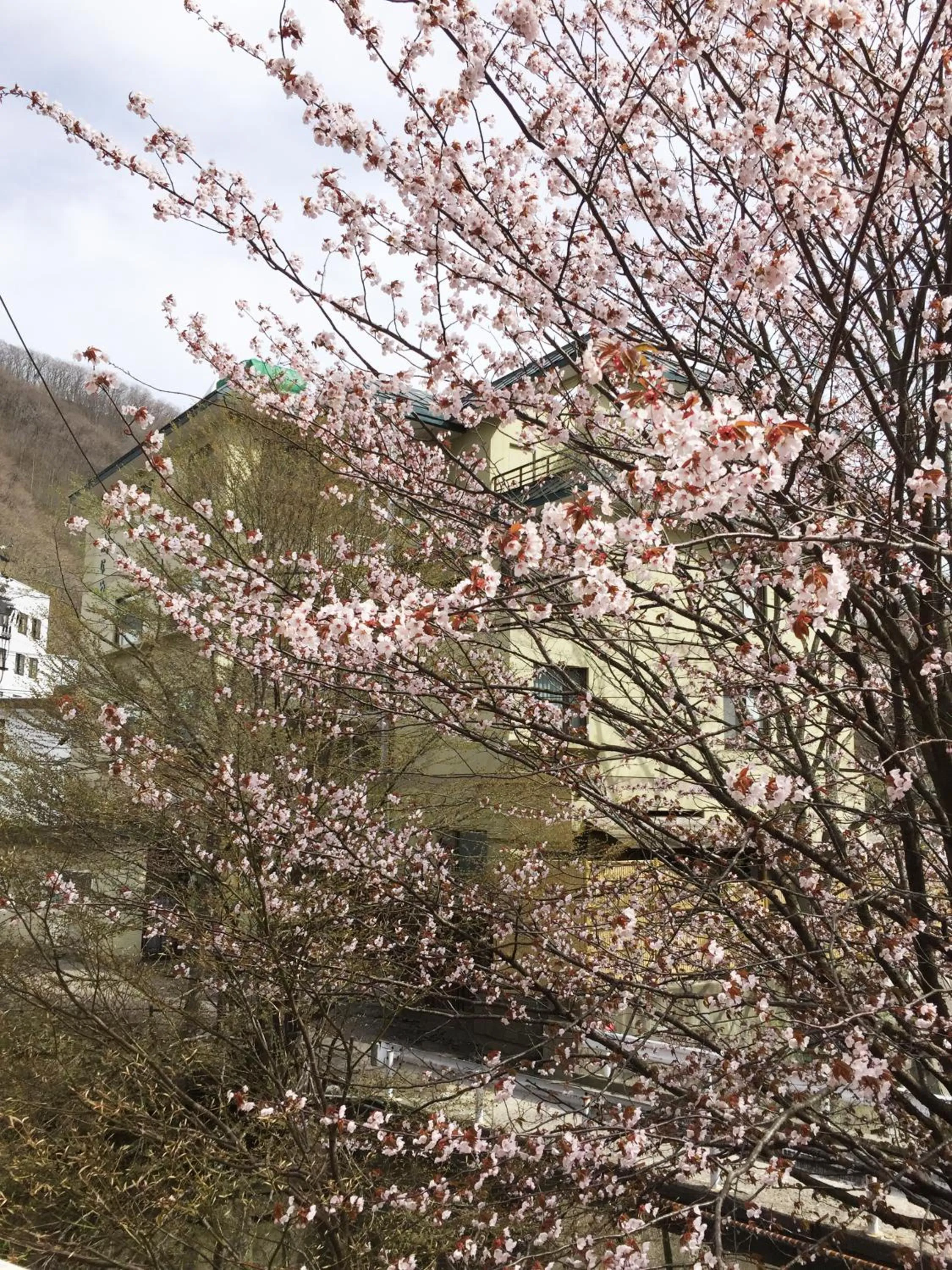 Spring in Kashoutei Hanaya