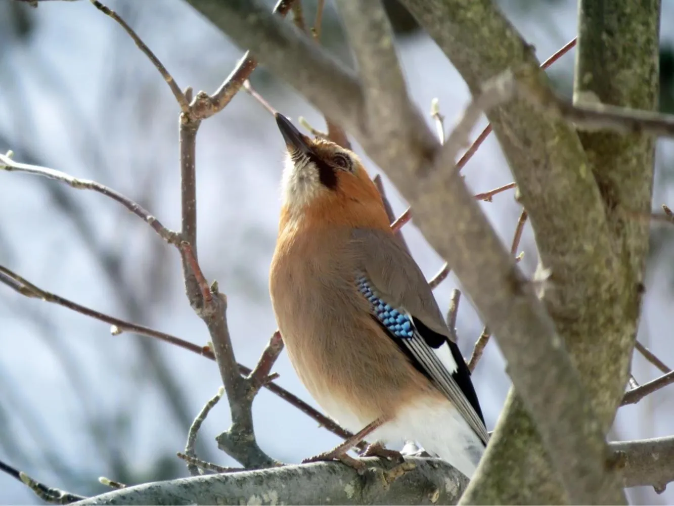 Spring in Kashoutei Hanaya