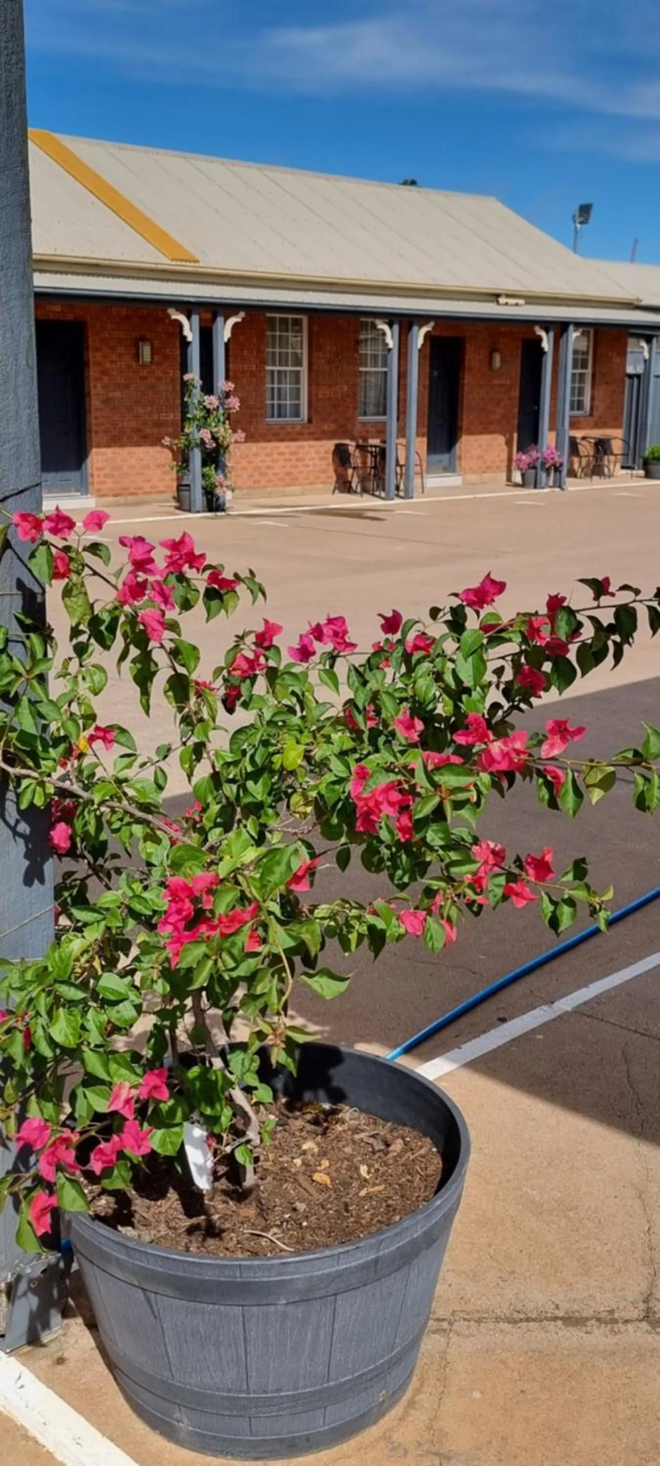 Spring in Burke & Wills Mt Isa