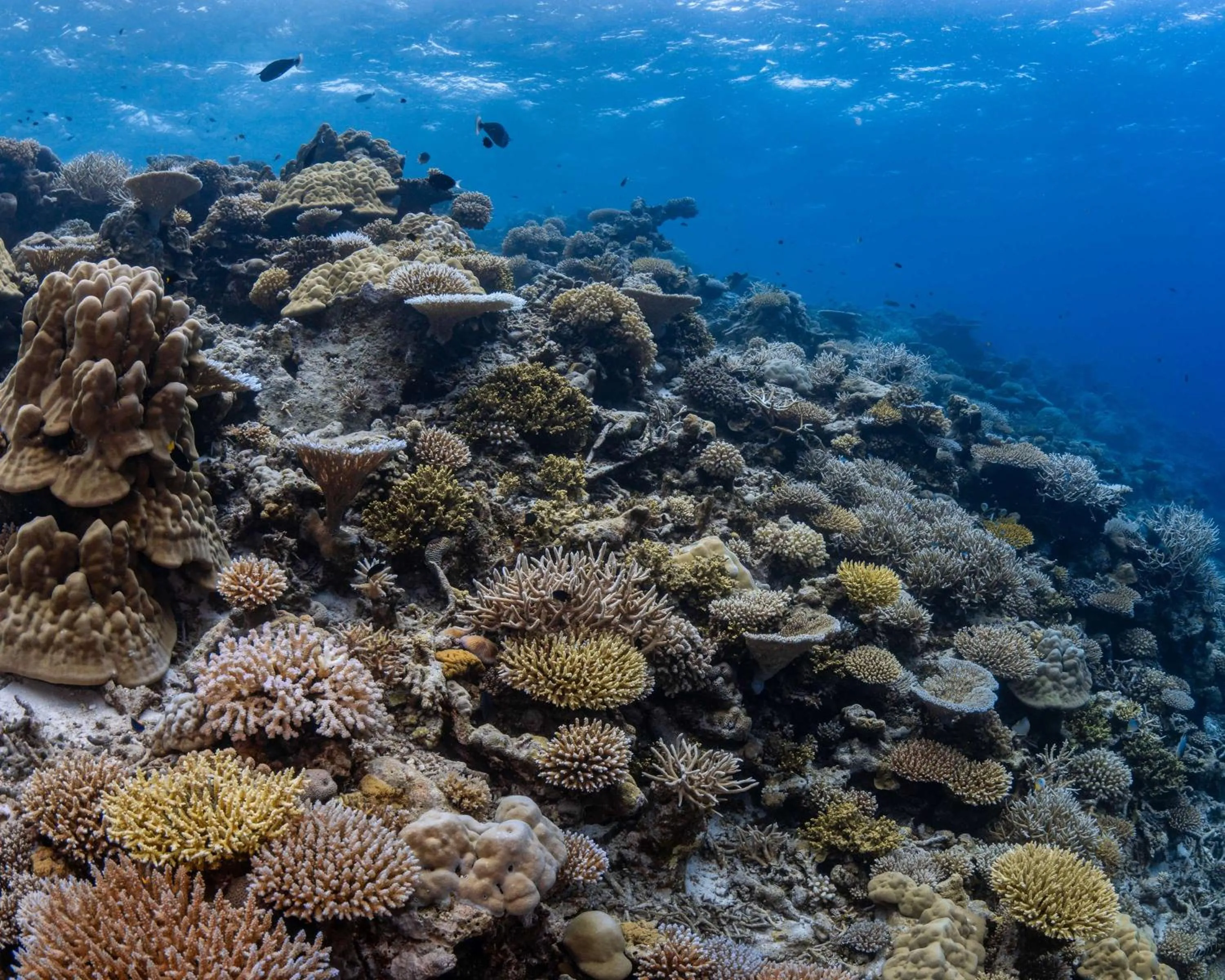 Location in Park Hyatt Maldives Hadahaa