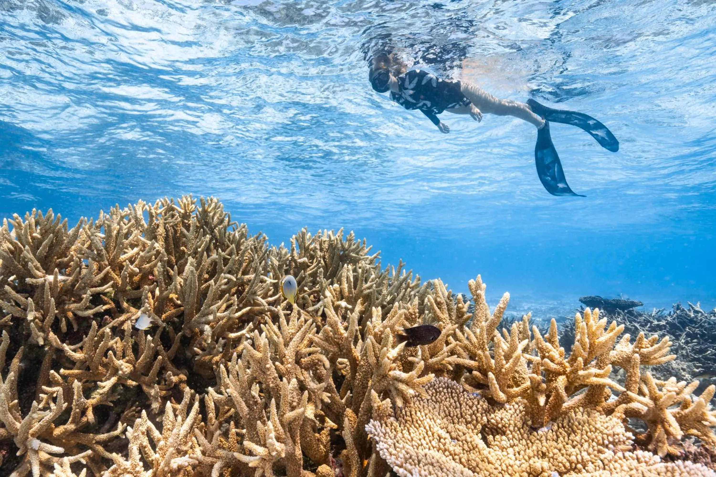 Snorkeling in Park Hyatt Maldives Hadahaa