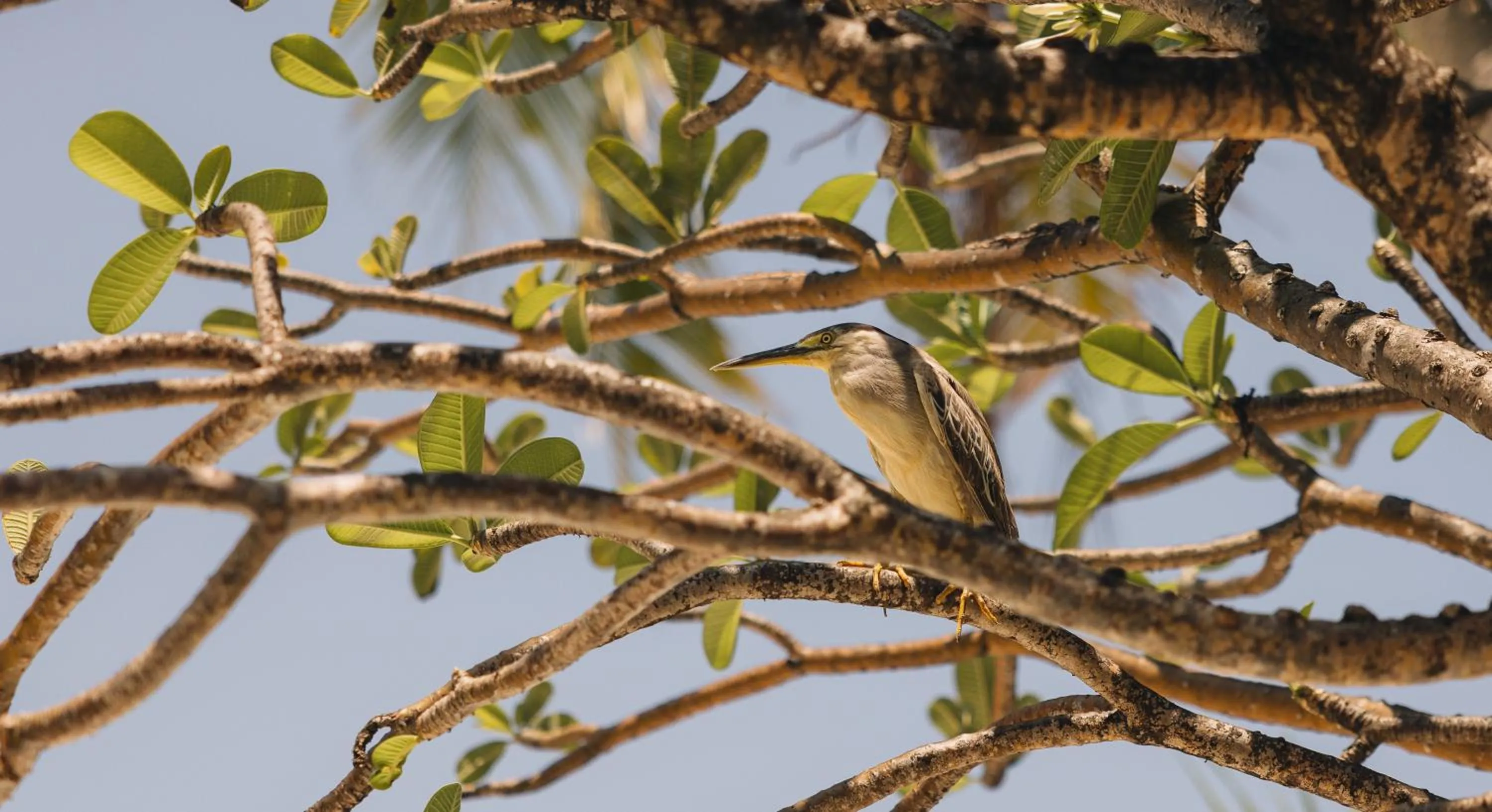 Park Hyatt Maldives Hadahaa