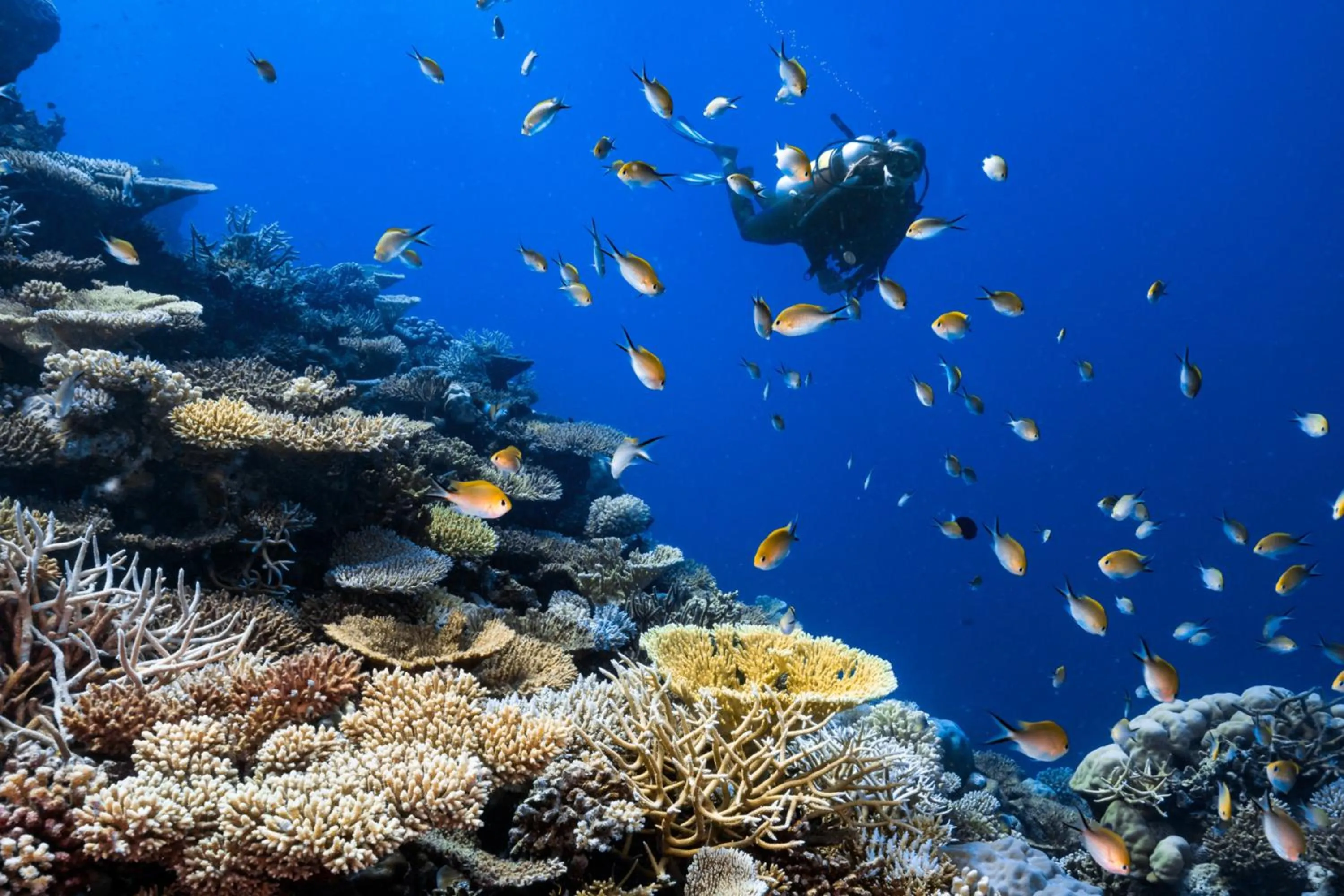Diving in Park Hyatt Maldives Hadahaa