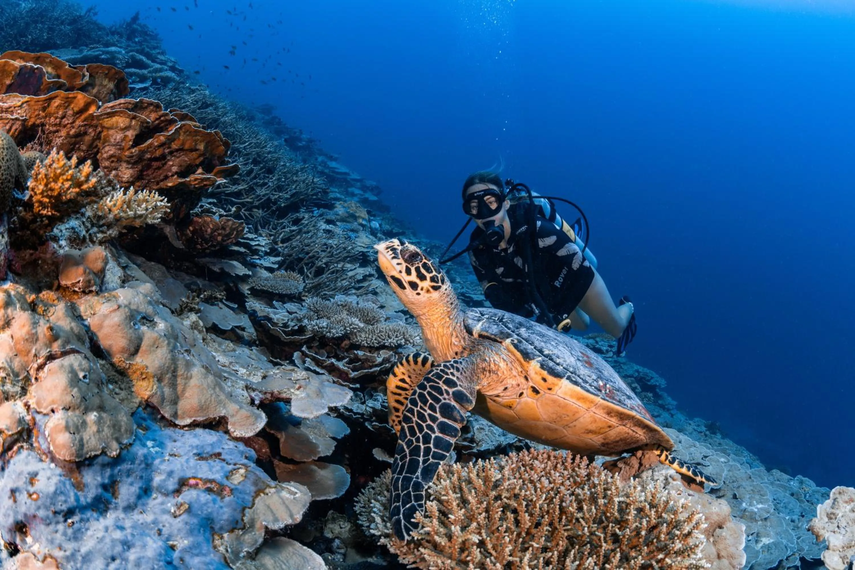 Diving in Park Hyatt Maldives Hadahaa