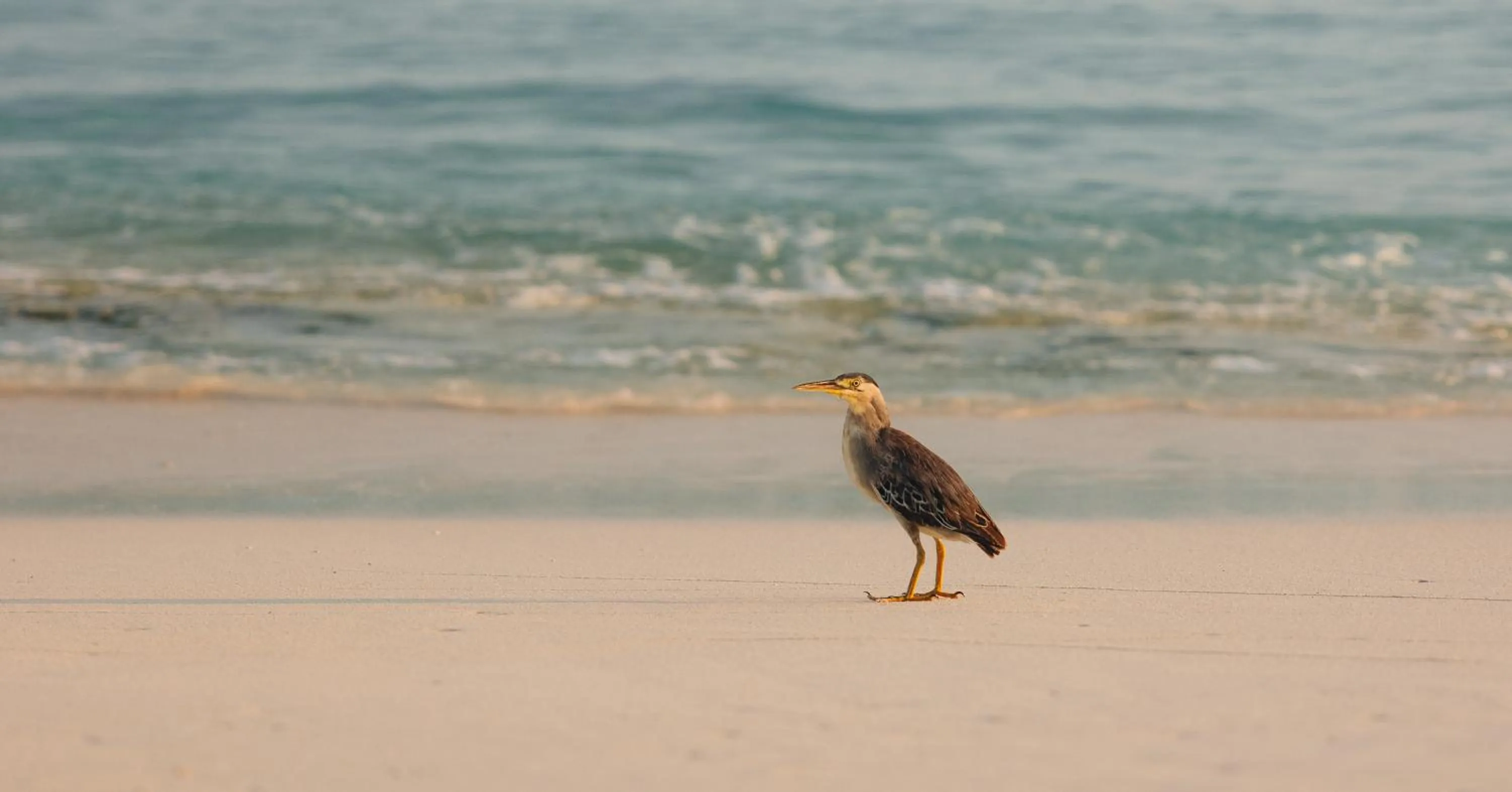 Natural landscape in Park Hyatt Maldives Hadahaa