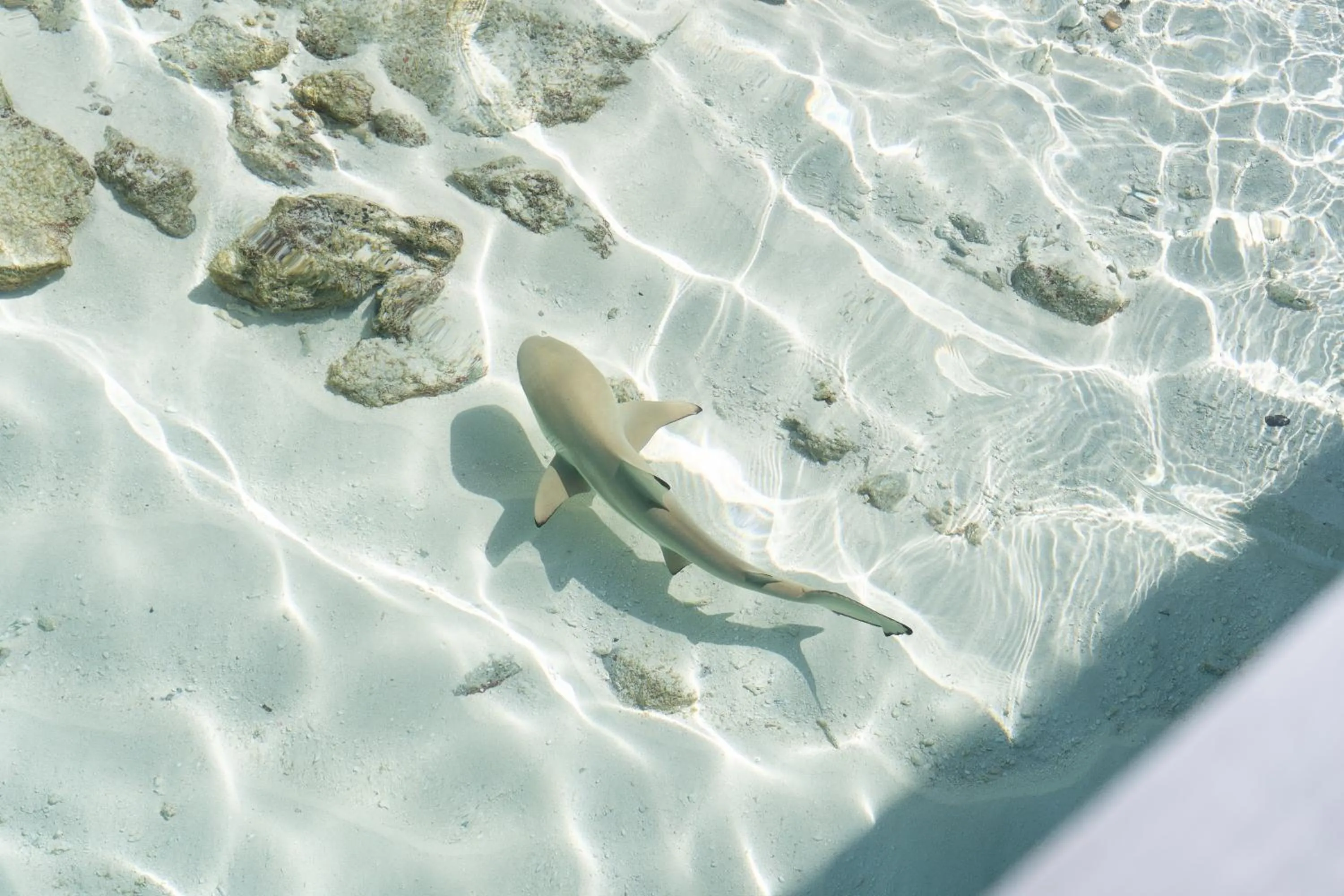 Park Hyatt Maldives Hadahaa