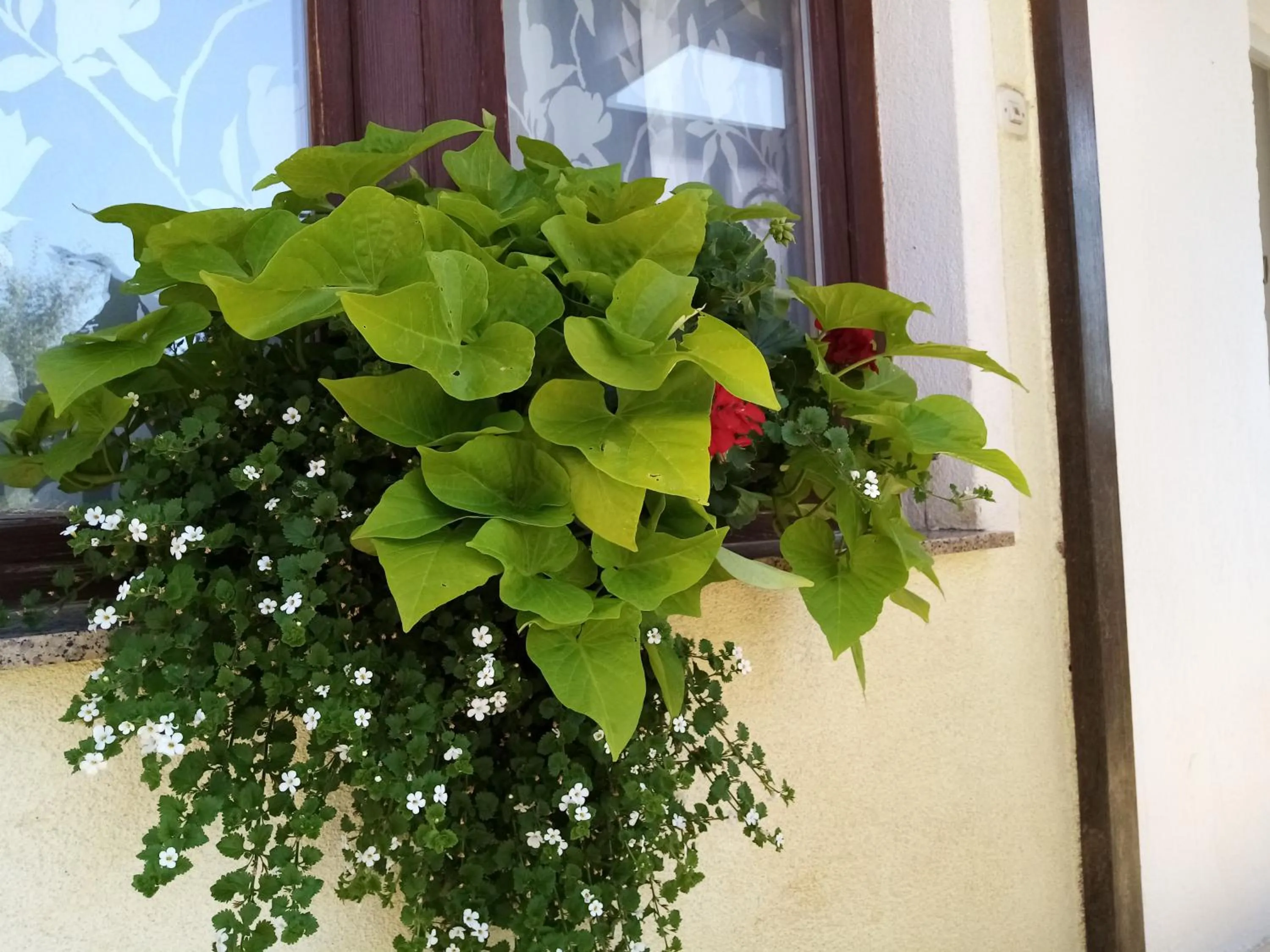 Garden view in House Josipa