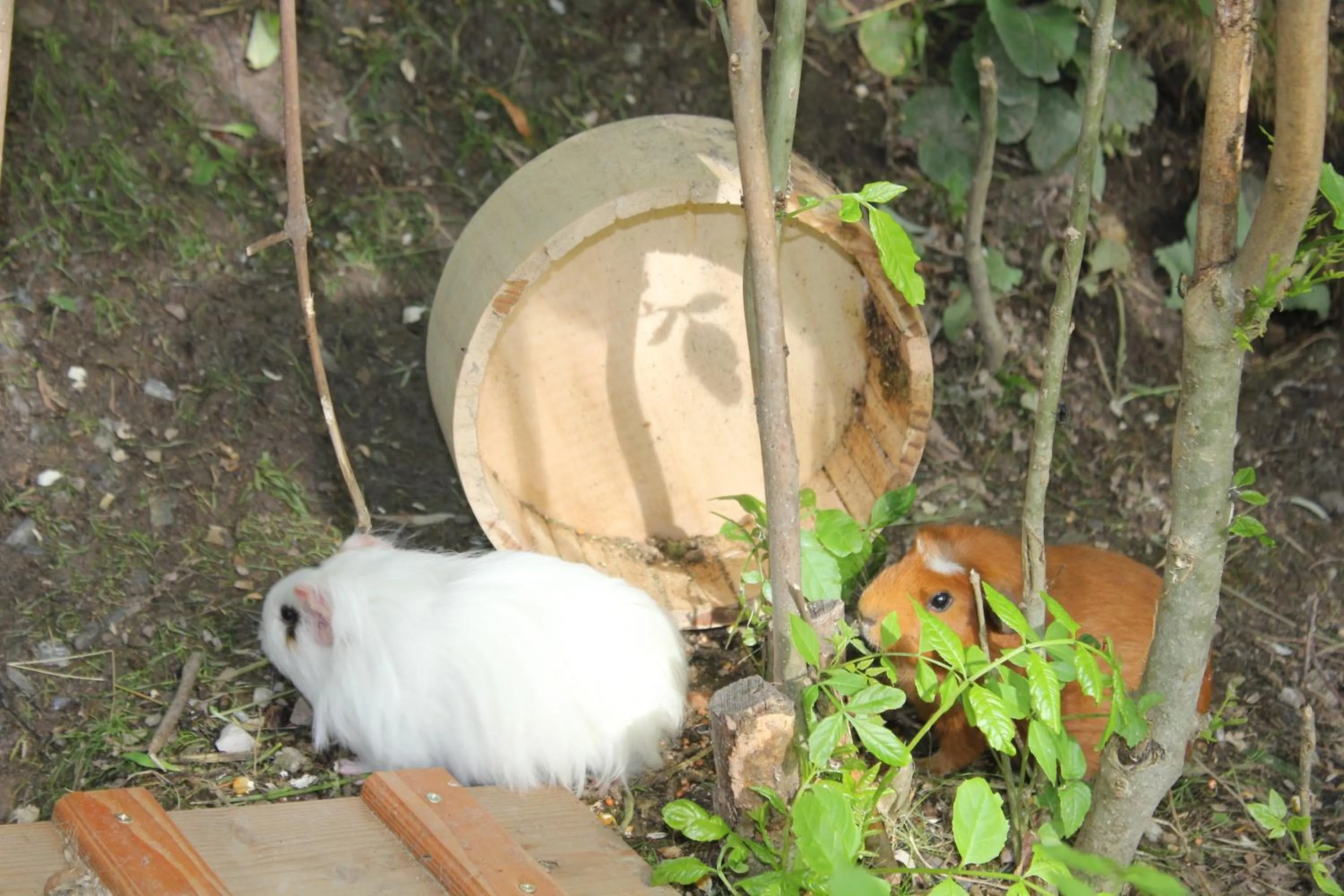 Animals in Hotel Dorfer