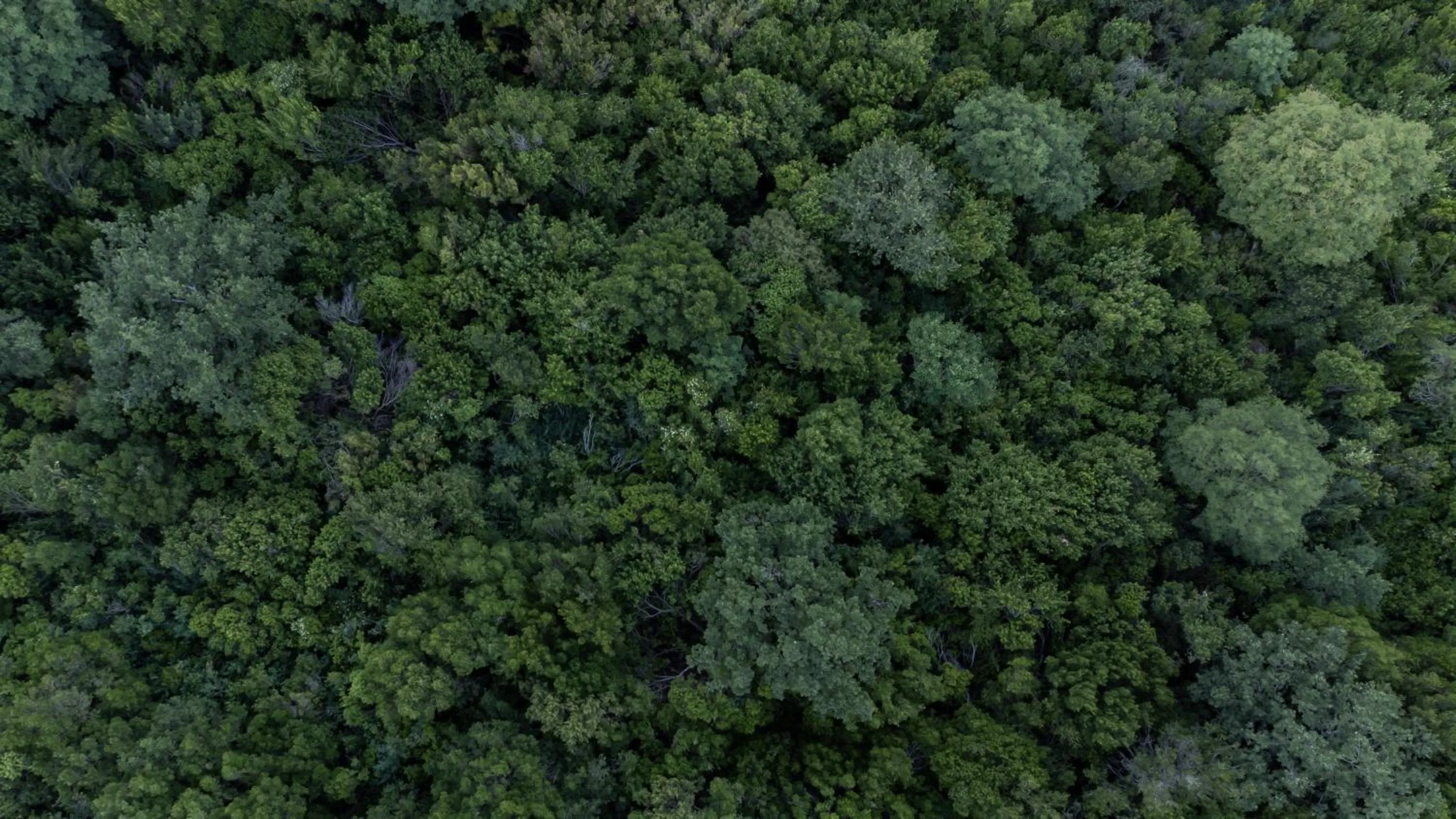 Bird's eye view in il cannito