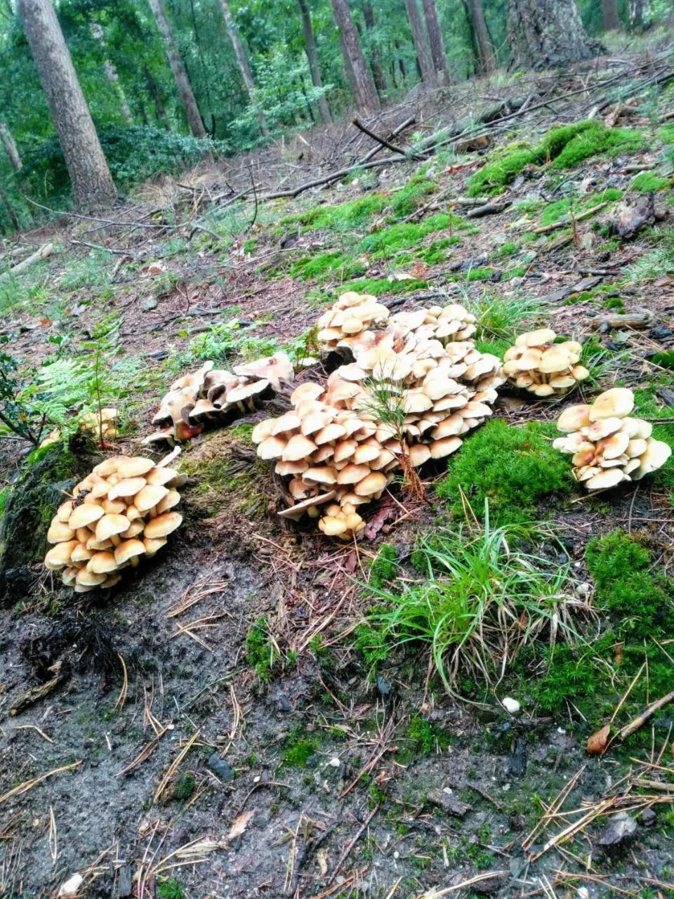 Bed En - of zonder - Breakfast Putten