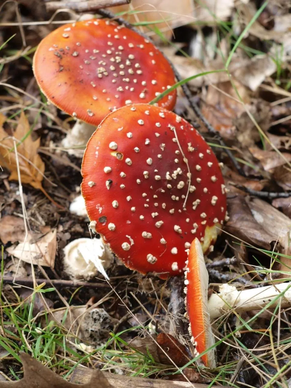 Bed En - of zonder - Breakfast Putten