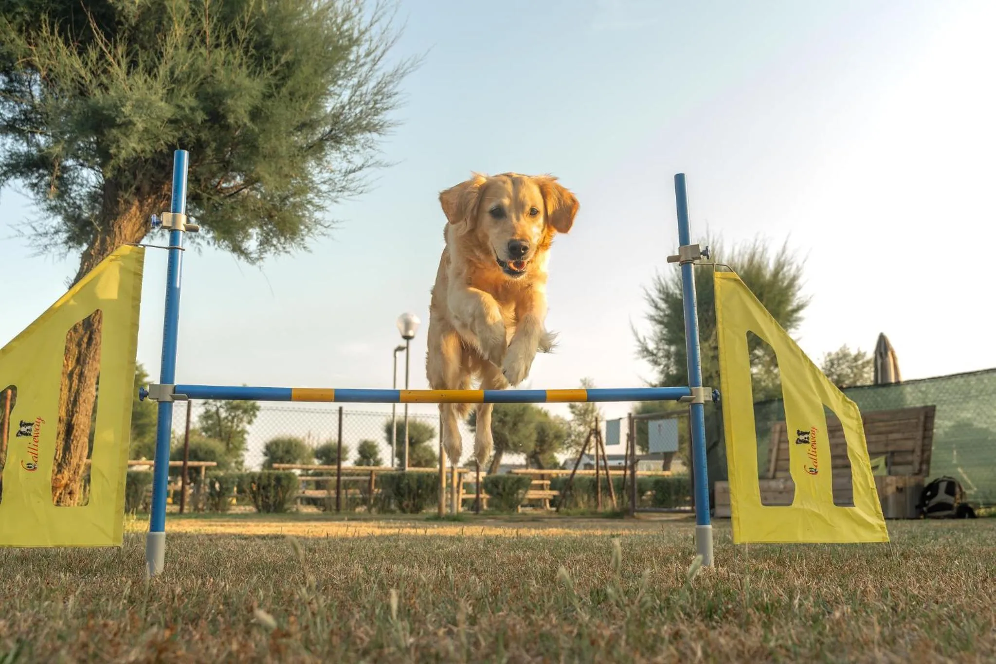 Pets in Club del Sole Spina Family Collection