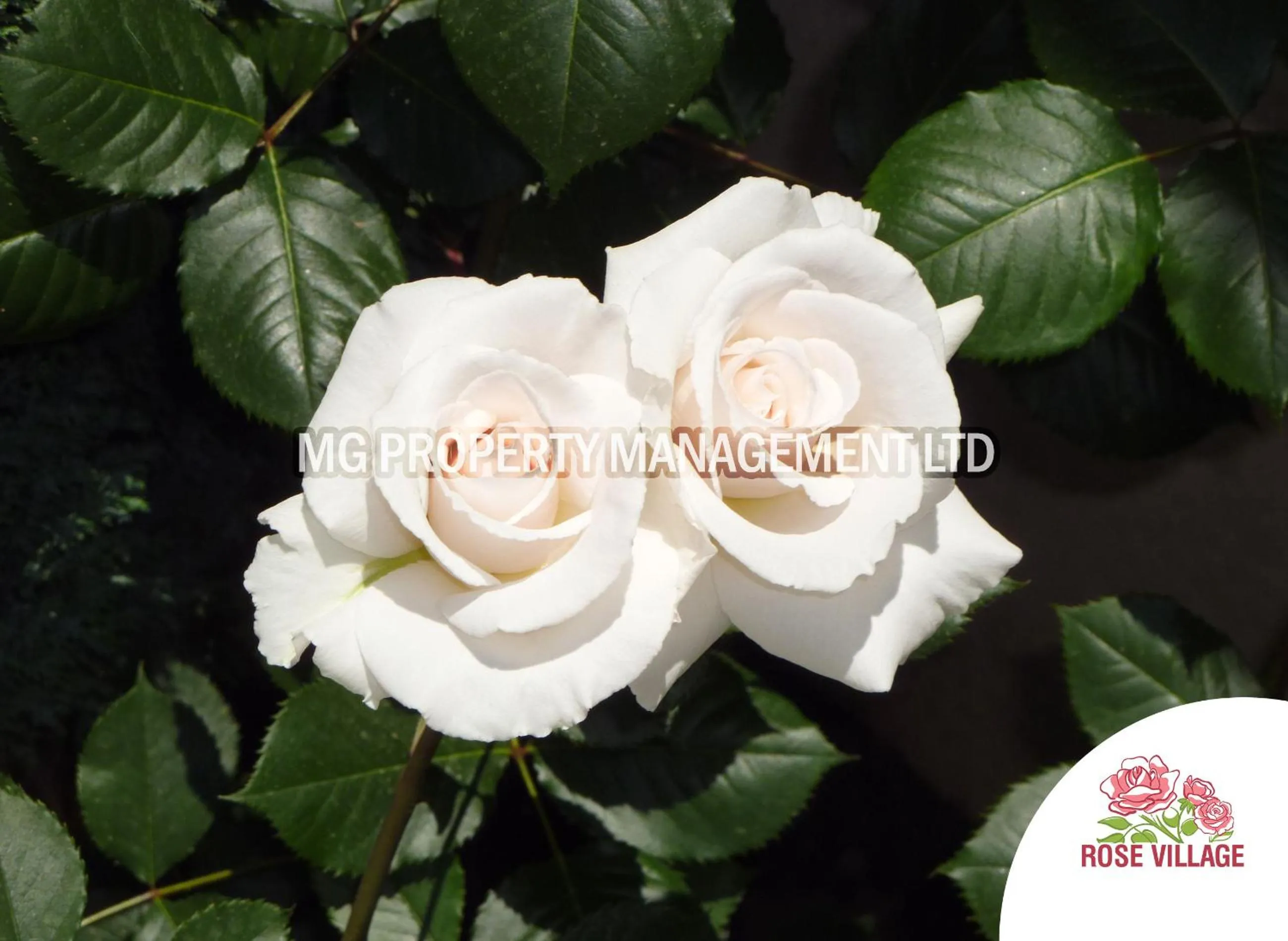 Patio in Apartment Tourist Complex Rose Village