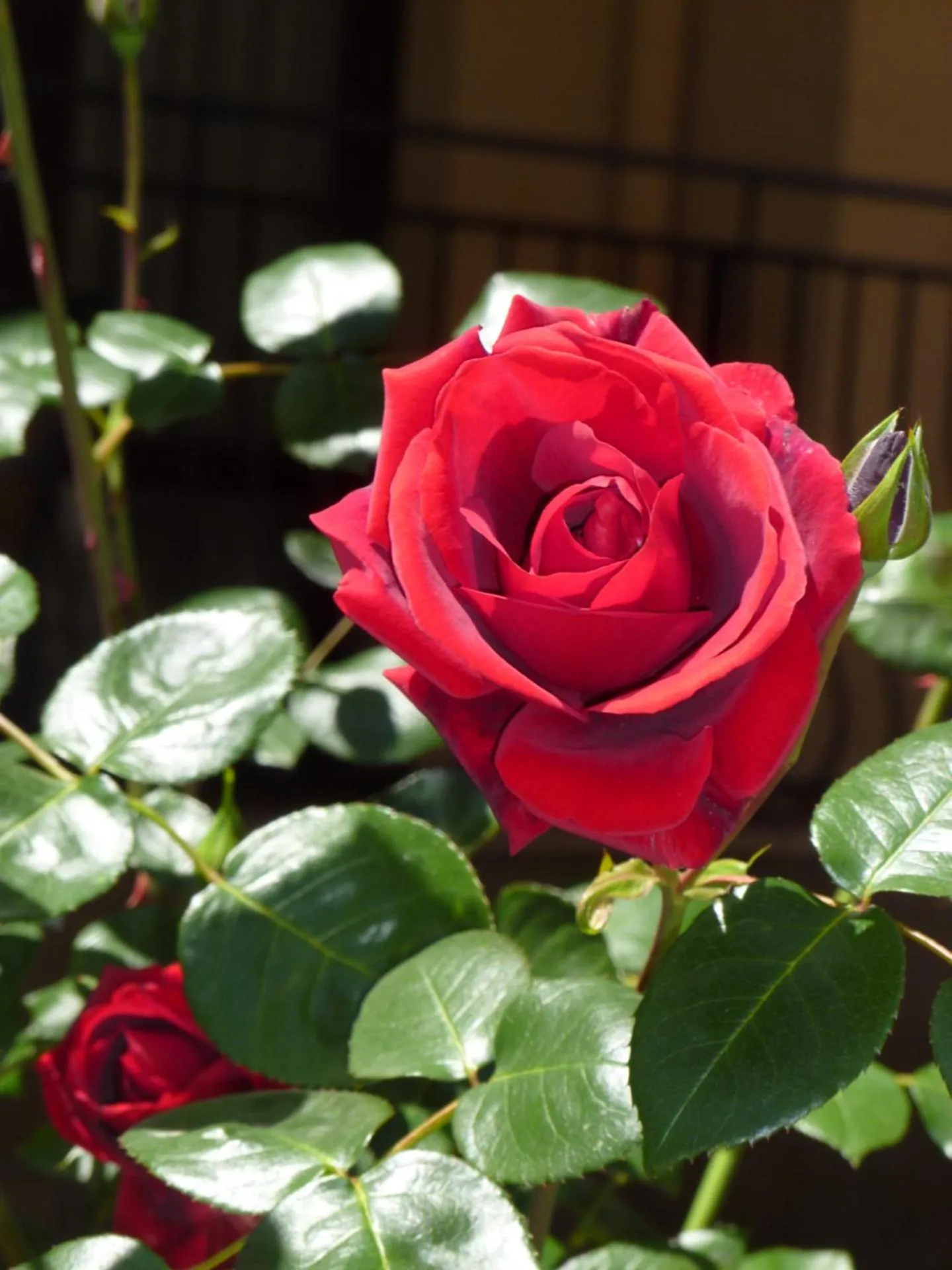 Property building in Apartment Tourist Complex Rose Village