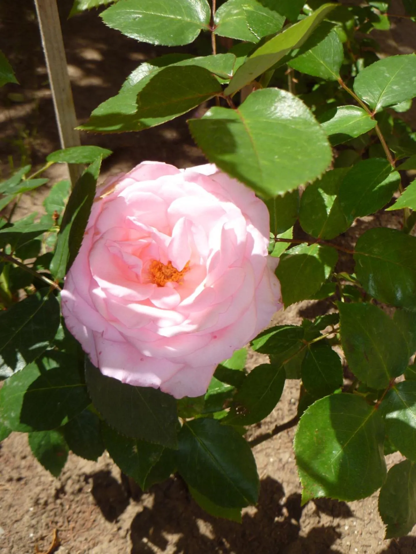 Property building in Apartment Tourist Complex Rose Village