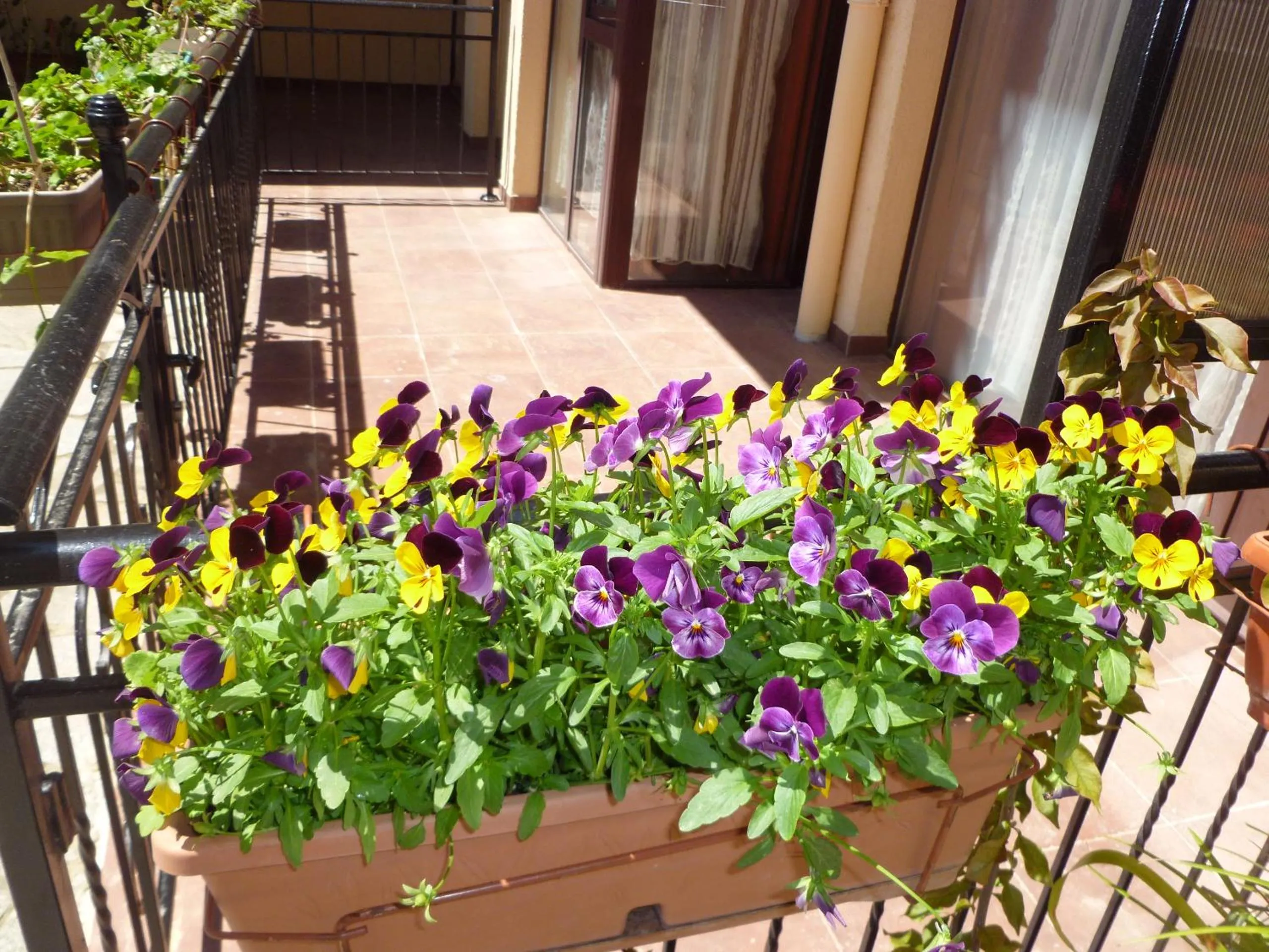 Property building in Apartment Tourist Complex Rose Village