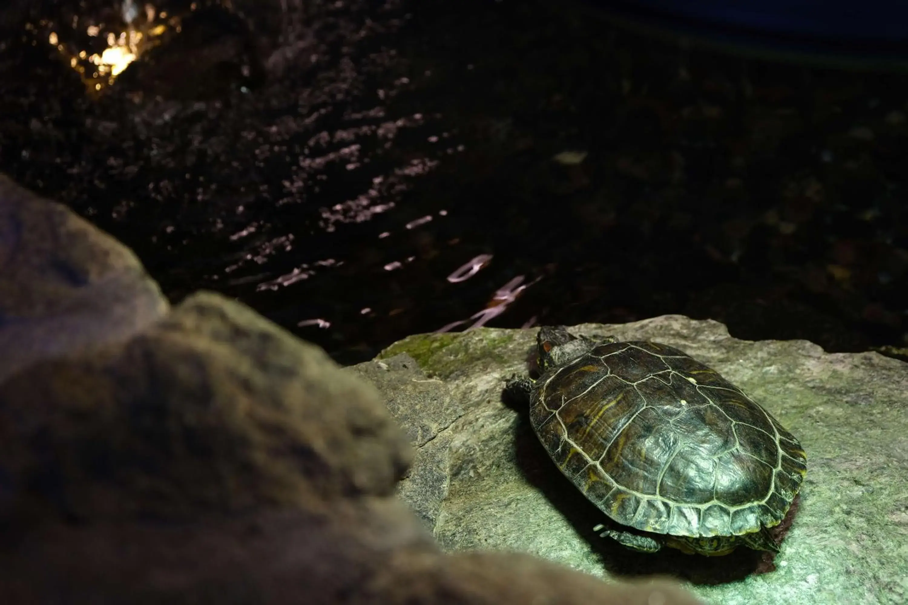 Lobby or reception in Fireside Inn & Suites West Lebanon Lobby or reception in Fireside Inn & Suites West Lebanon
