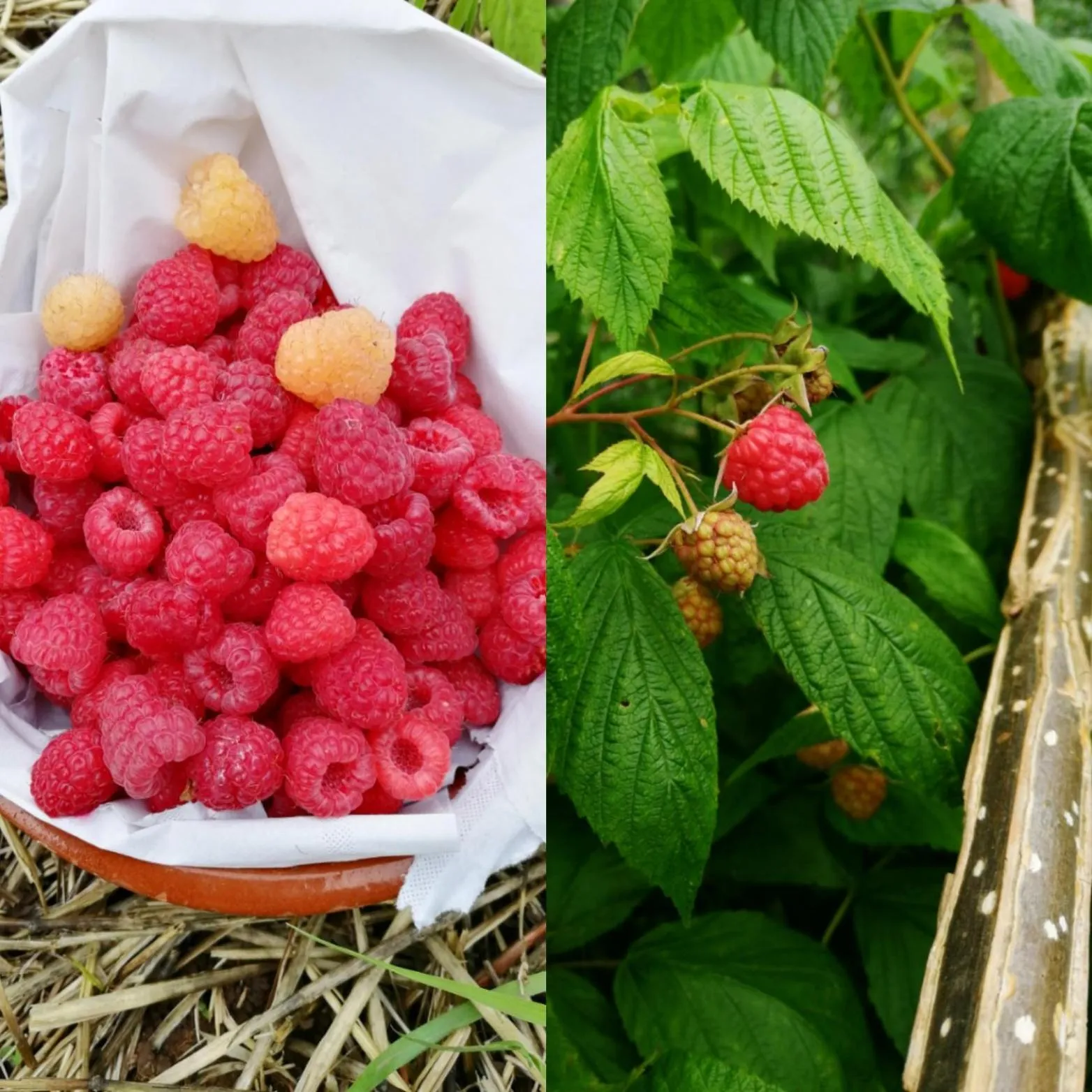 Garden in Logis Hotel Xoko-Goxoa