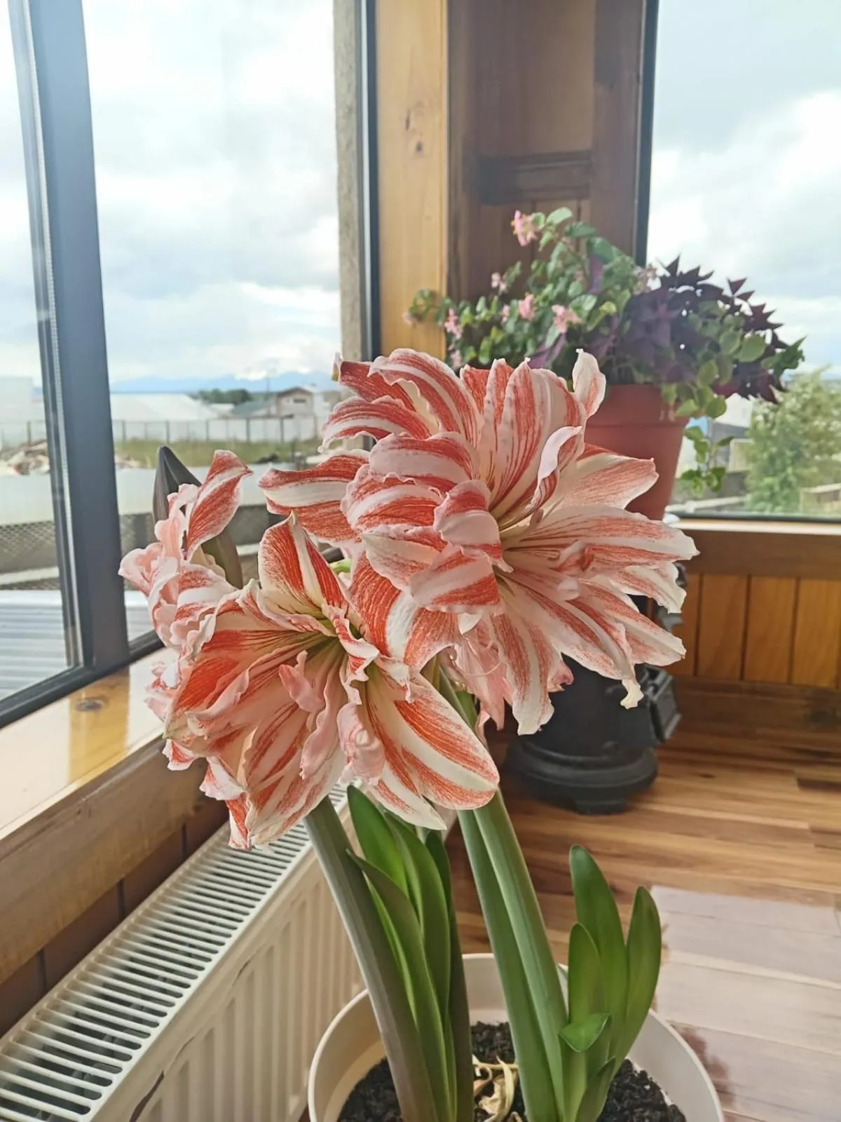 View (from property/room) in Hostal Doble E Patagonia
