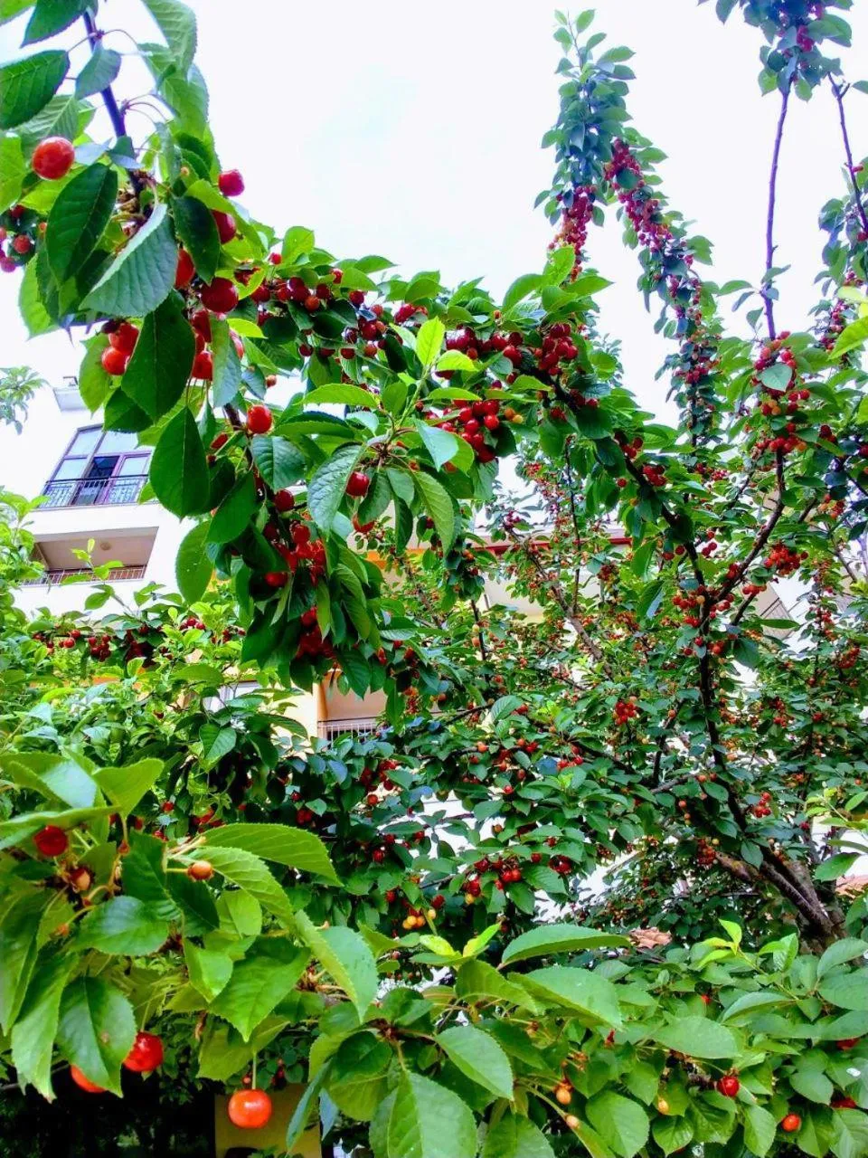 Marina Cape Vacation Complex